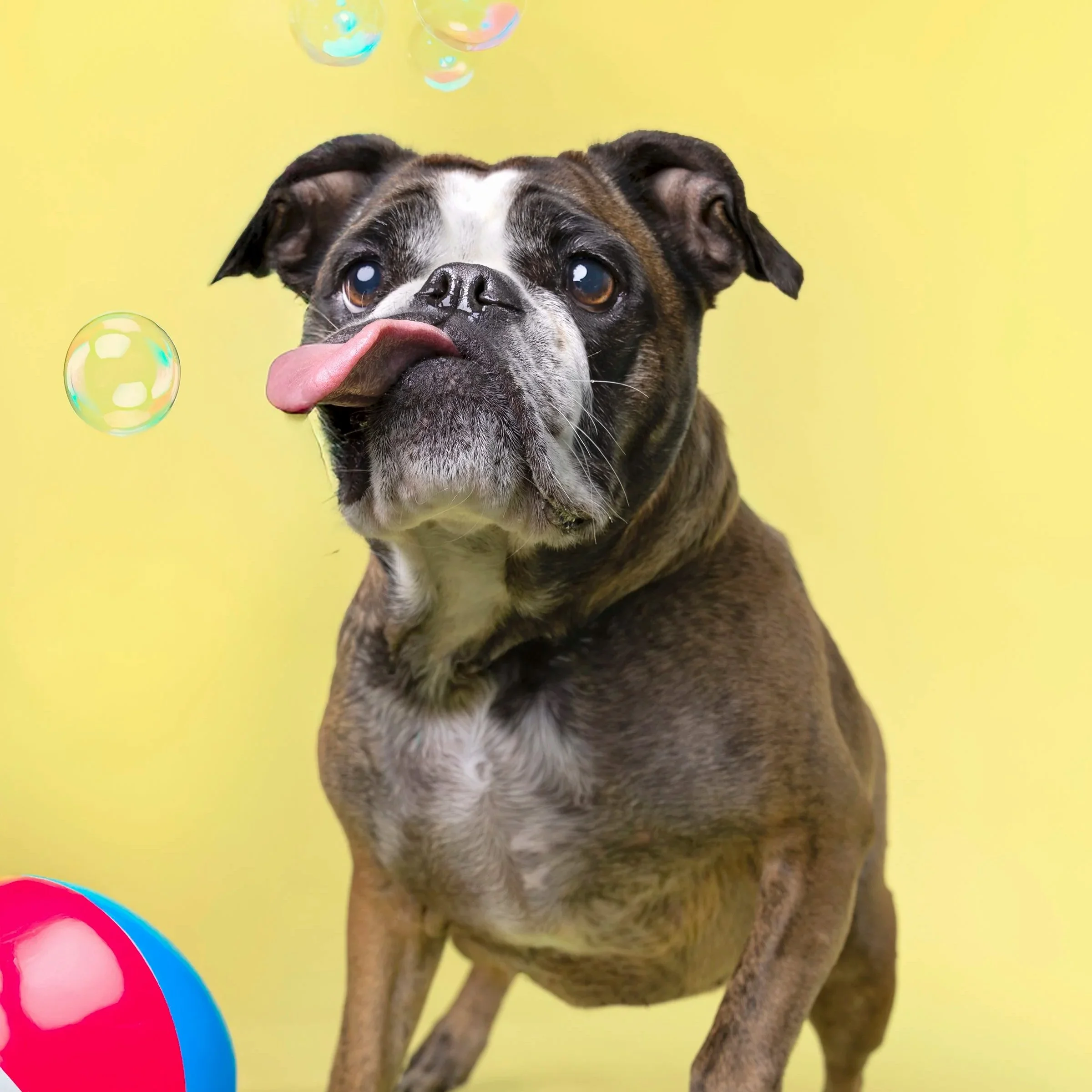 Kitchener pet photography session of dog licking bubbles — Vibrant, whimsical pet moment against a bold yellow background.