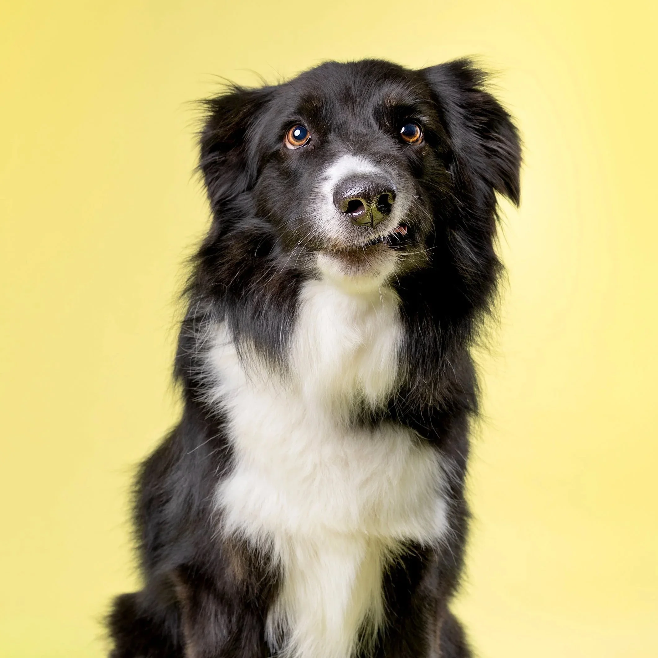 og studio portrait KW — Studio photo of a dog participating in the Pet Playoffs fundraiser.