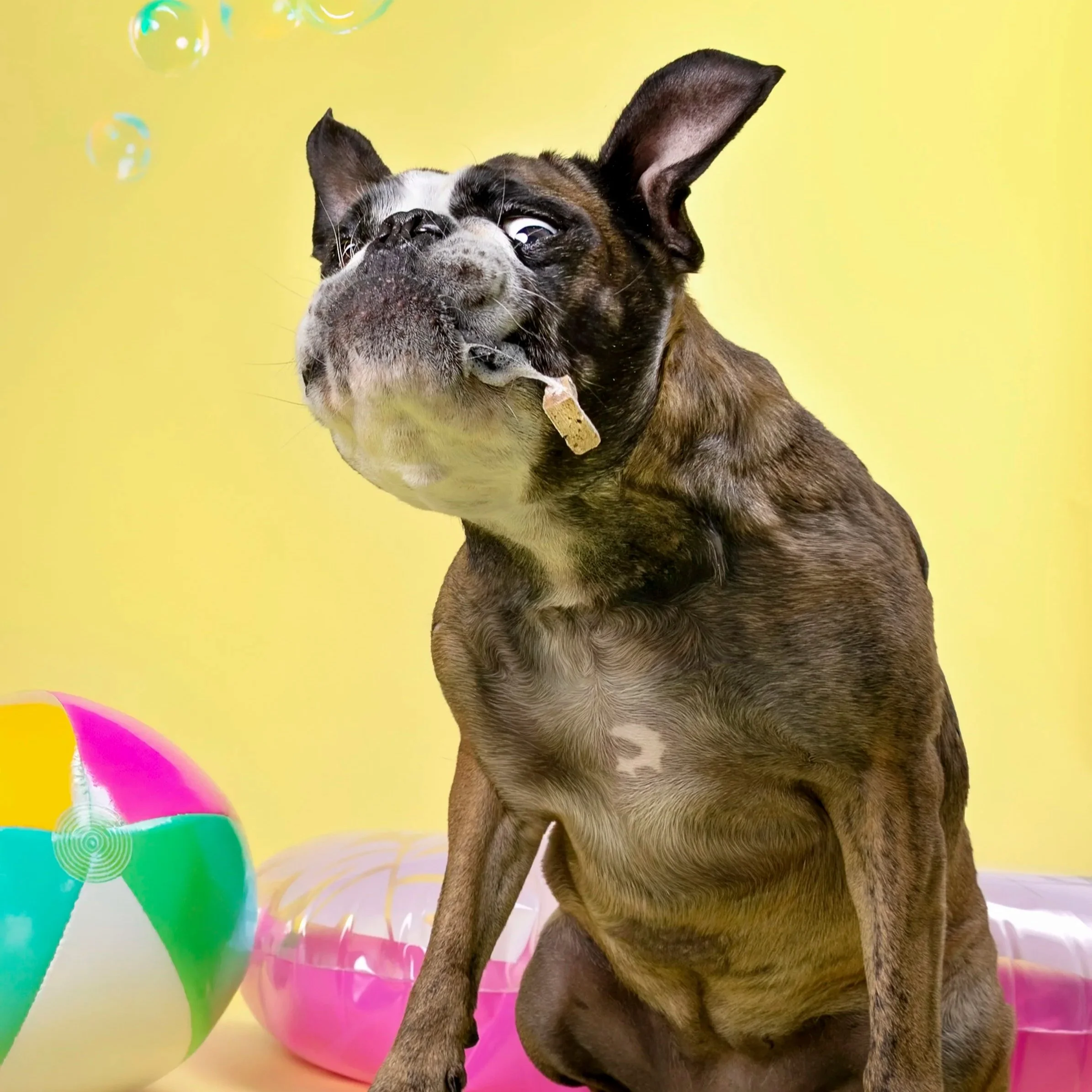 English bulldog mix catching a tossed treat during a pet photography session in Kitchener–Waterloo by Janelle Joy Studios