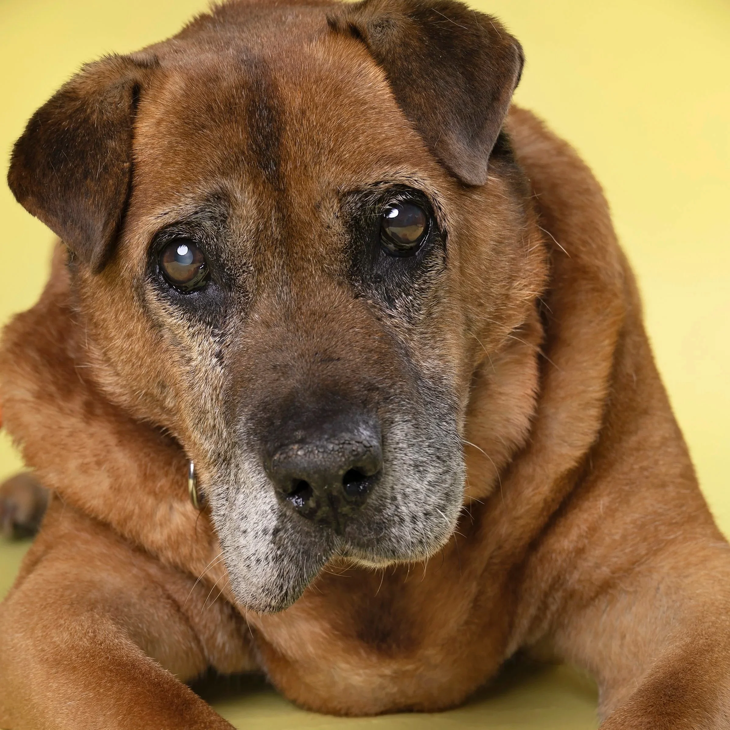 Dog charity photo session — Portrait of a dog photographed for the Pet Playoffs Humane Society fundraiser.