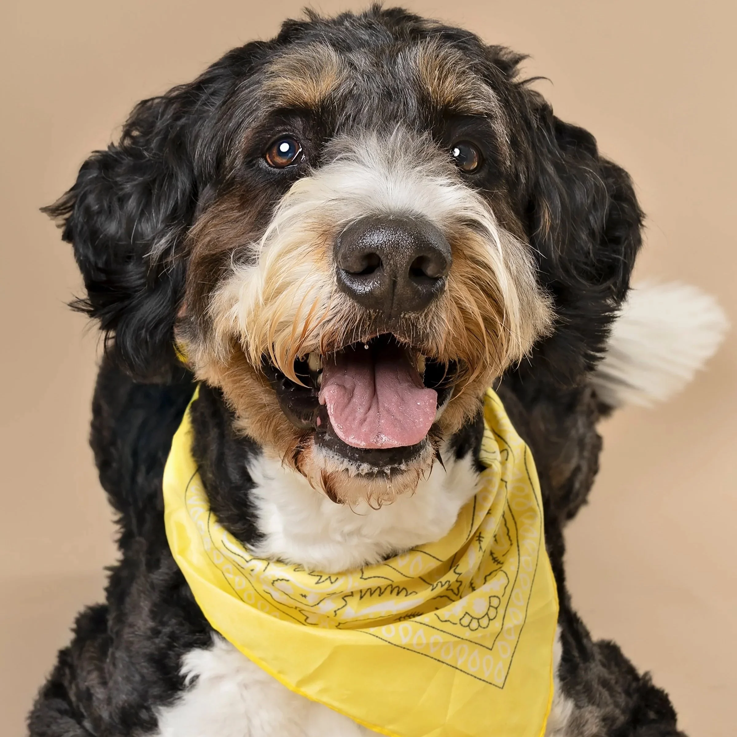 Labradoodle wearing yellow bandana in Kitchener–Waterloo — Playful, fluffy dog posed with a bright yellow accessory.