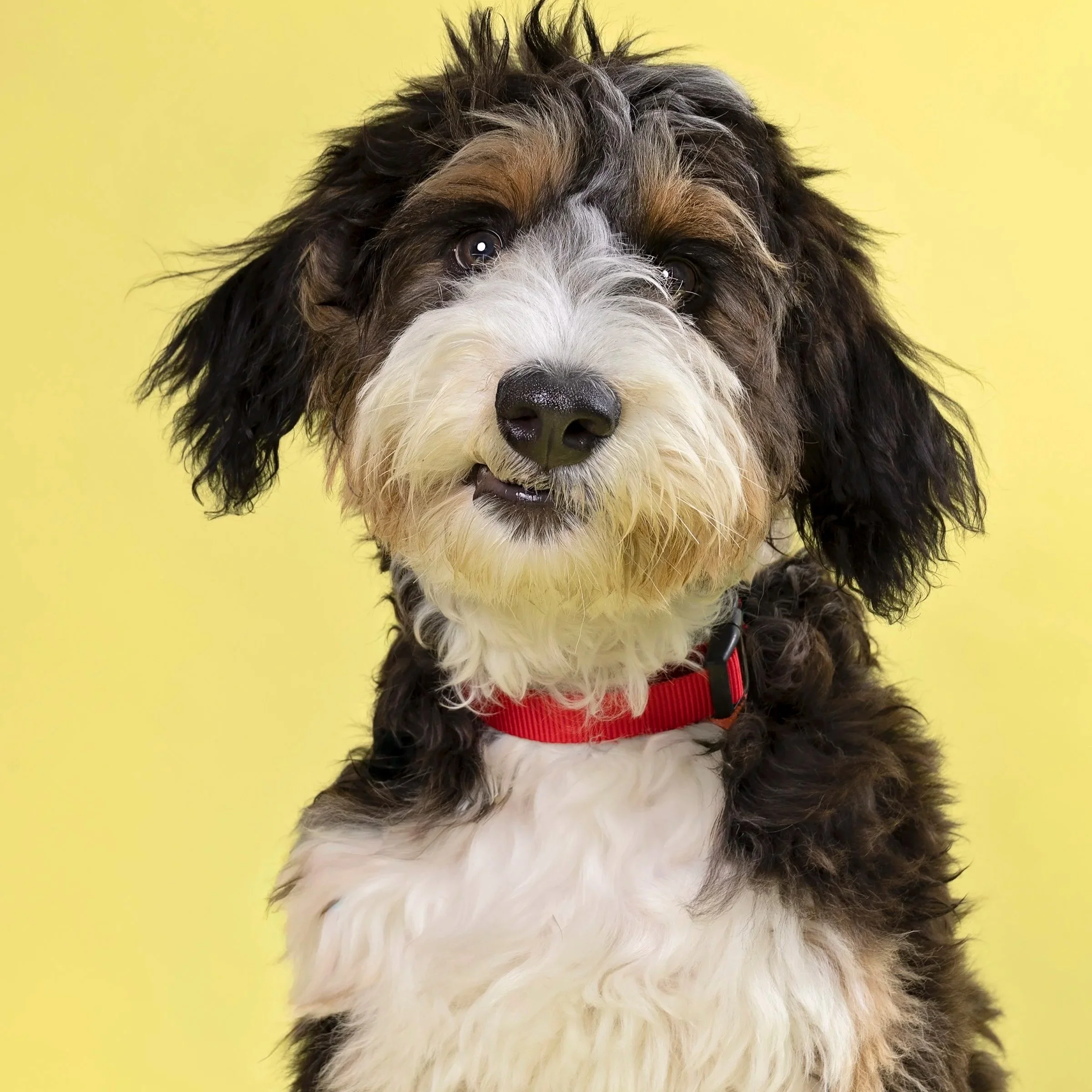 Pet Playoffs dog matchup — Dog showcased in a Pet Playoffs bracket matchup.