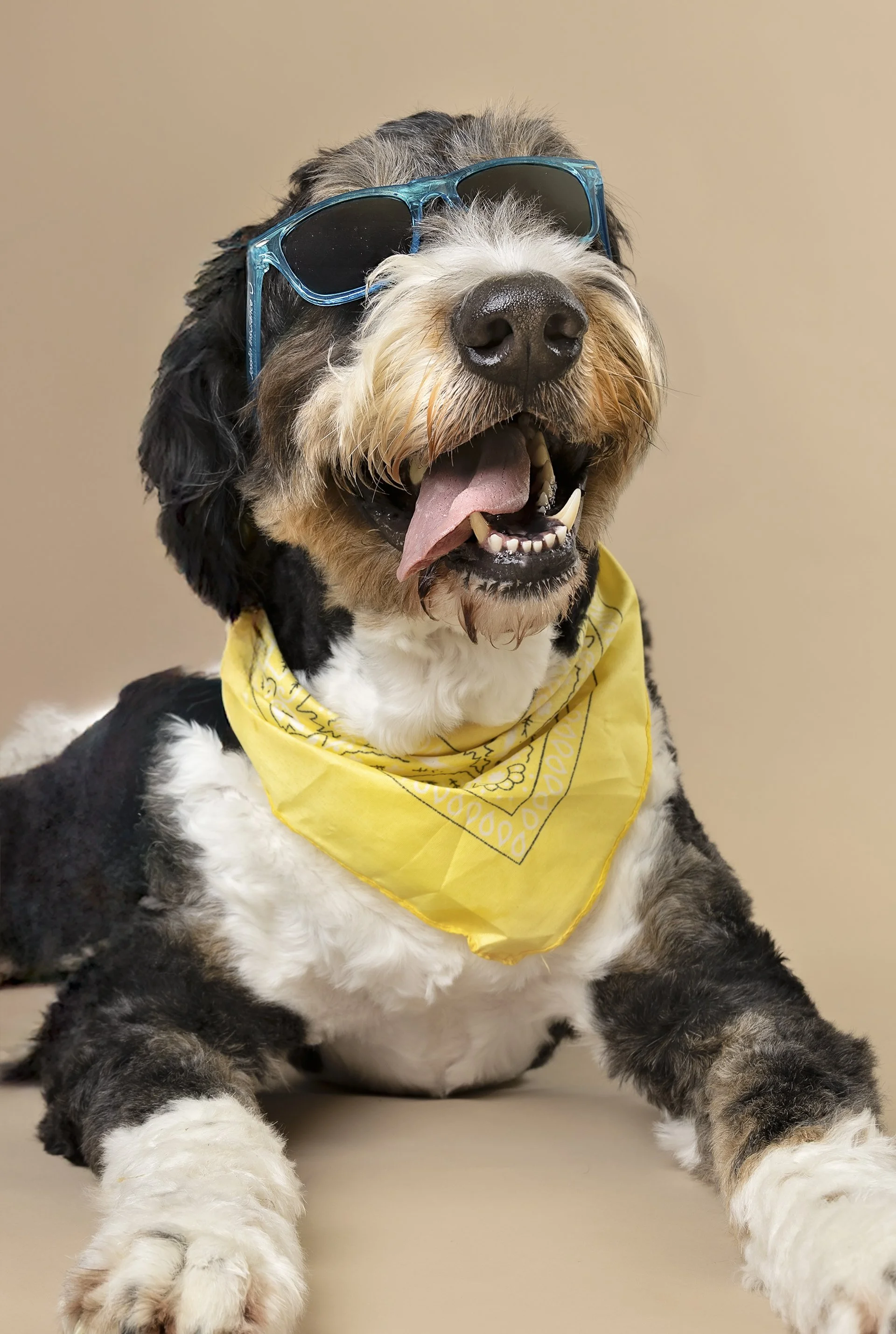 dog portrait wall art by Janelle Joy Studios in the Waterloo Region