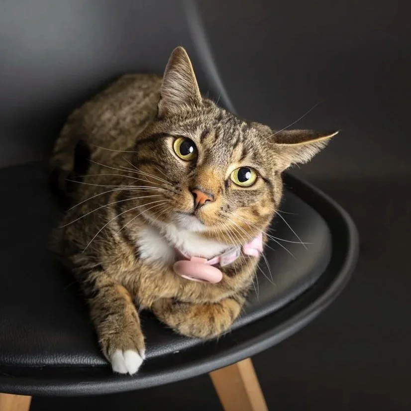 Cat bracket competition photo — KW cat featured in the Pet Playoffs bracket‑style voting rounds.