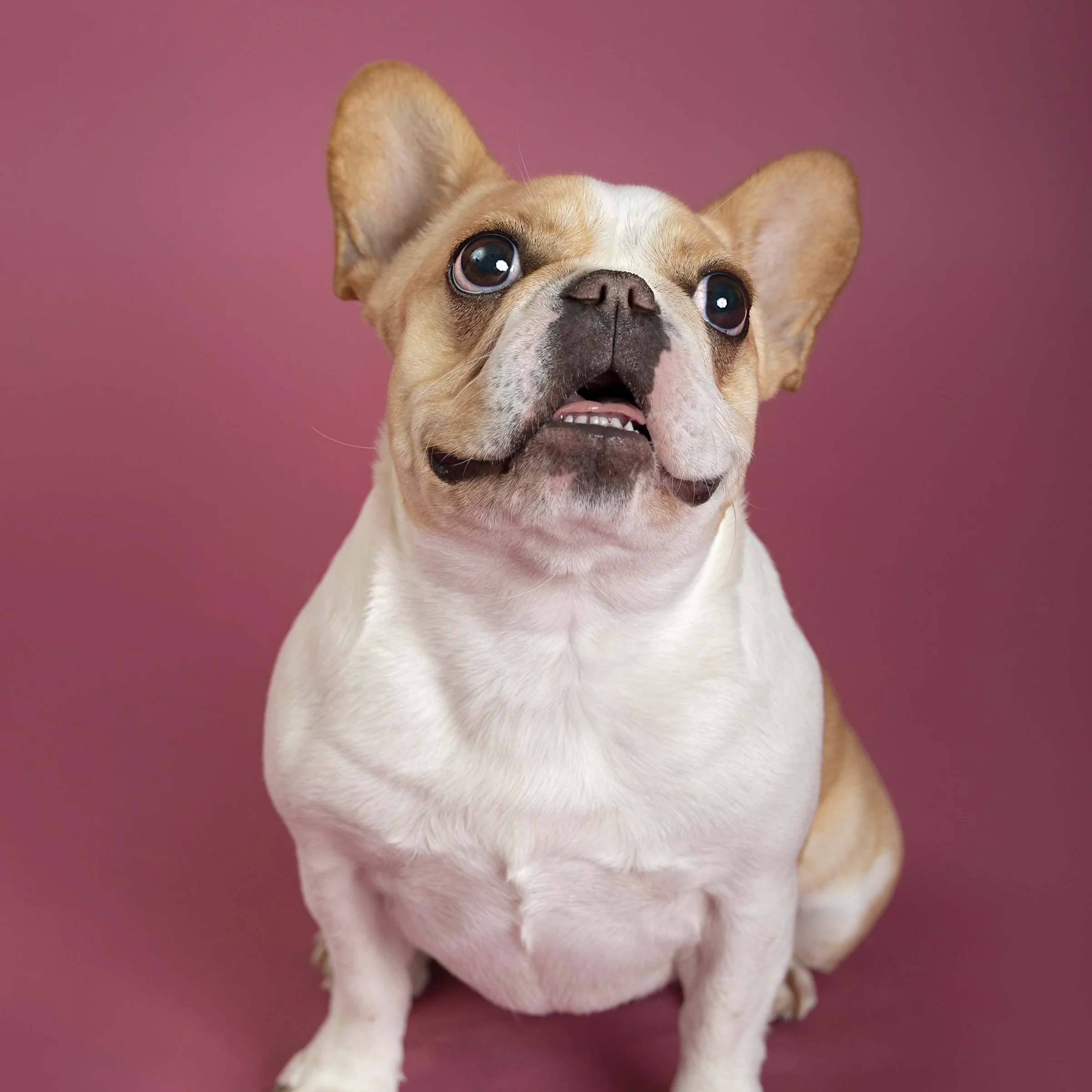 Waterloo Region studio portrait of French bulldog on pink backdrop — Clean, modern pet photo highlighting the bulldog’s expressive upward look.