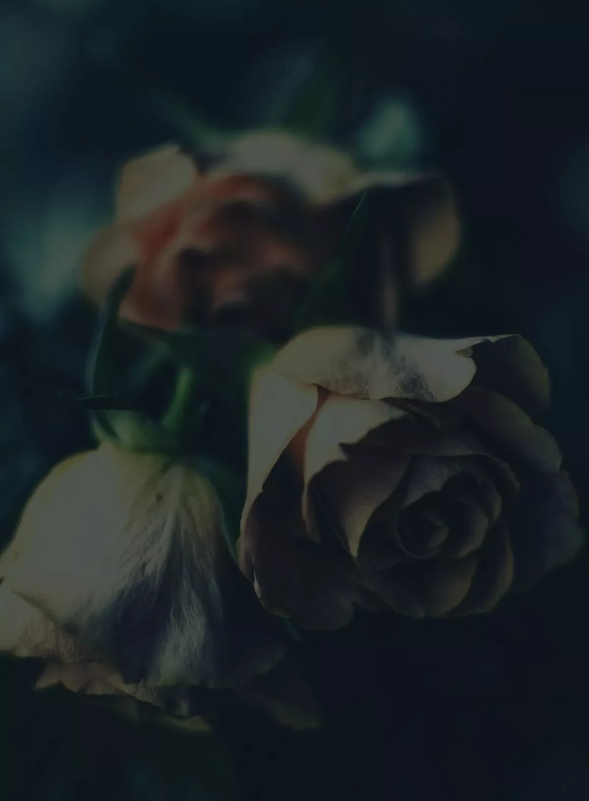 Vintage roses