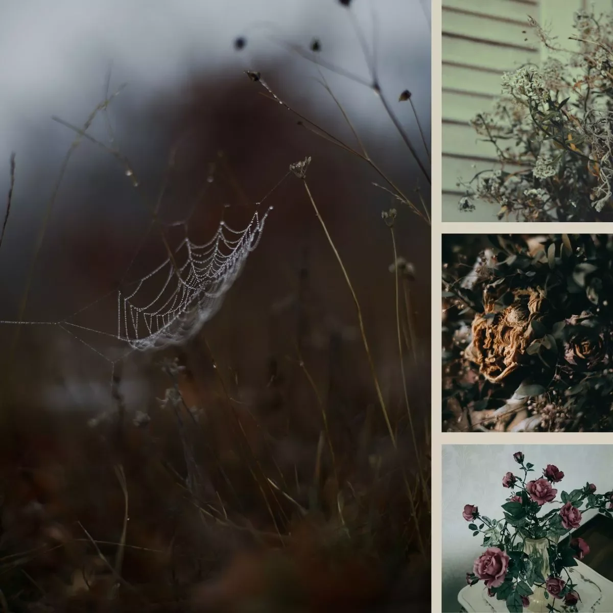 Collection of four nature and floral photos, including a spider web, dried plants, dried flowers, and a potted pink rose plant.