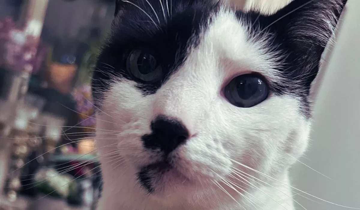Close-up photo of a white cat with black markings on its face and large, expressive eyes.