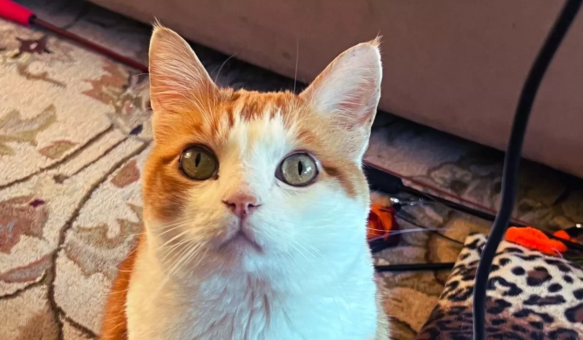 A close-up of an orange and white cat with large green eyes, sitting on a patterned rug.