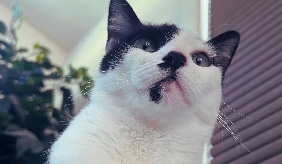 Close-up of a black and white cat looking upwards.