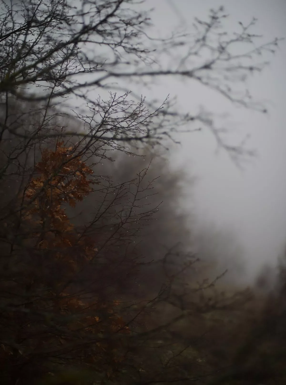 Fog in the trees