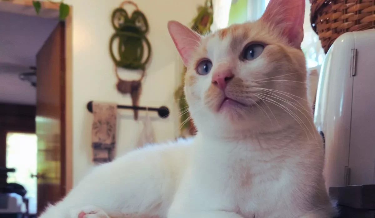 Close-up of a flamepoint with blue eyes, lying indoors near a window