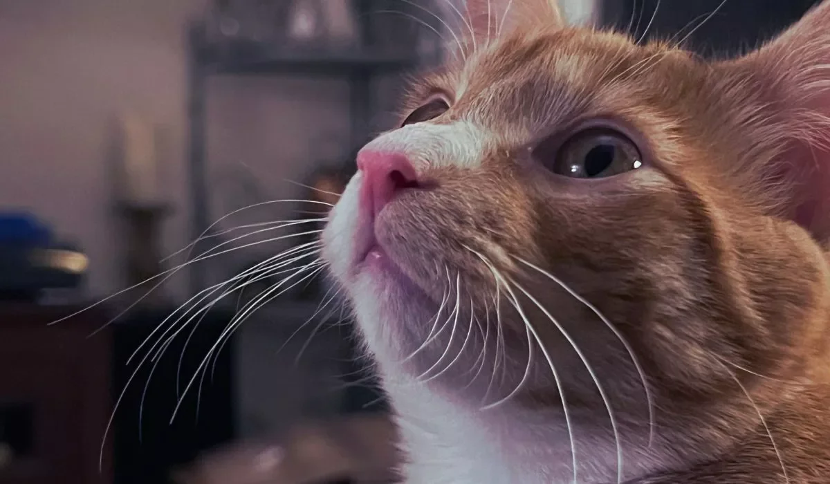 Close-up of an orange and white cat with green eyes.