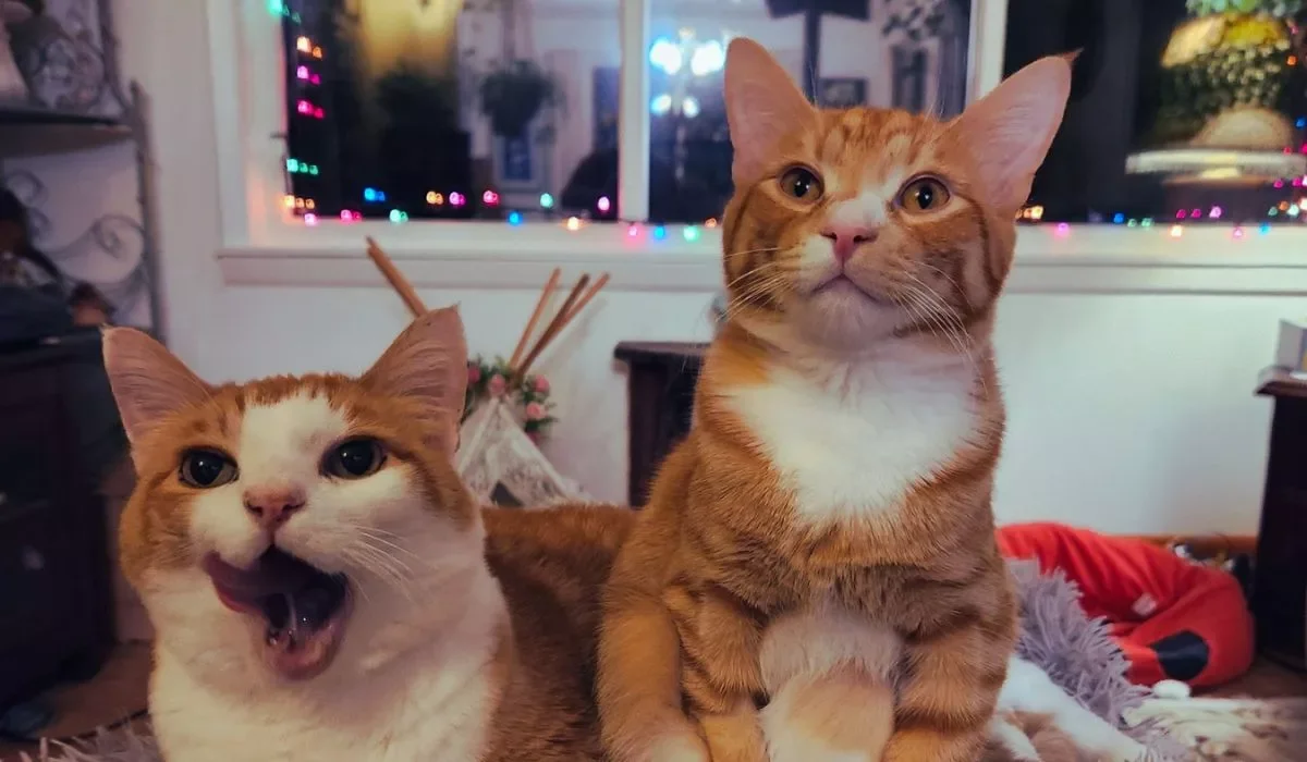 Two orange and white cats sitting on a couch in a living room with colorful string lights in the background.