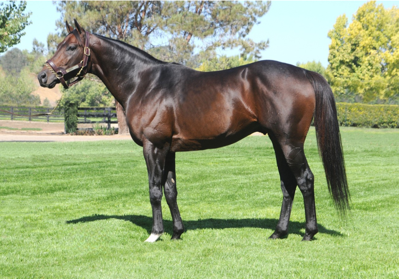 CHESTERTOWN SLEW - Haggstrom Thoroughbreds
