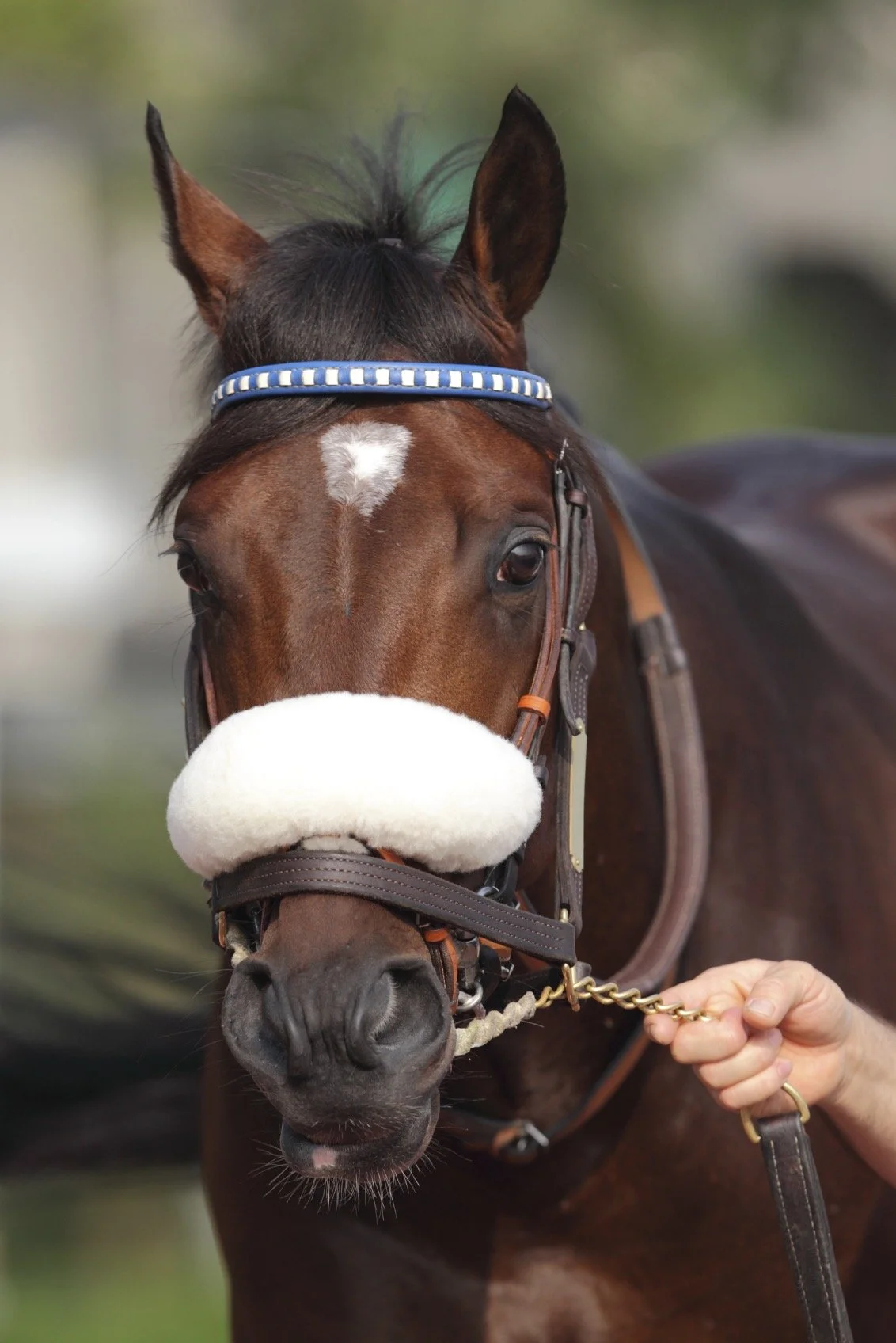 Haggstrom Thoroughbreds in 2005