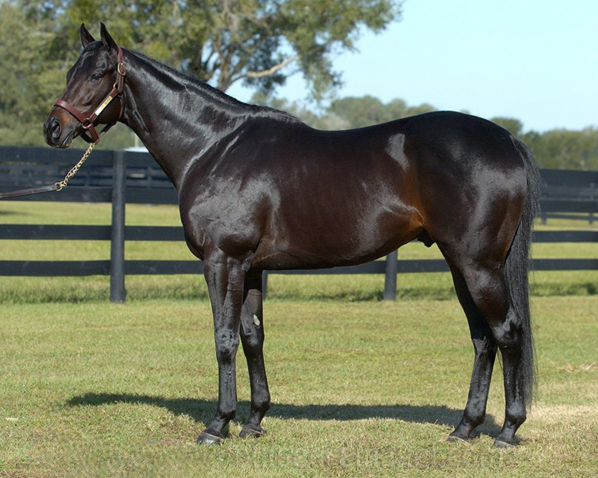 SUPAH BLITZ - Haggstrom Thoroughbreds
