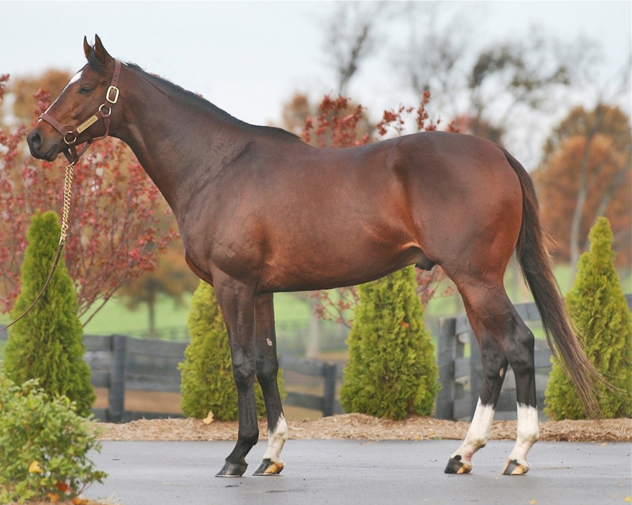 MILLENNIUM WIND - Haggstrom Thoroughbreds