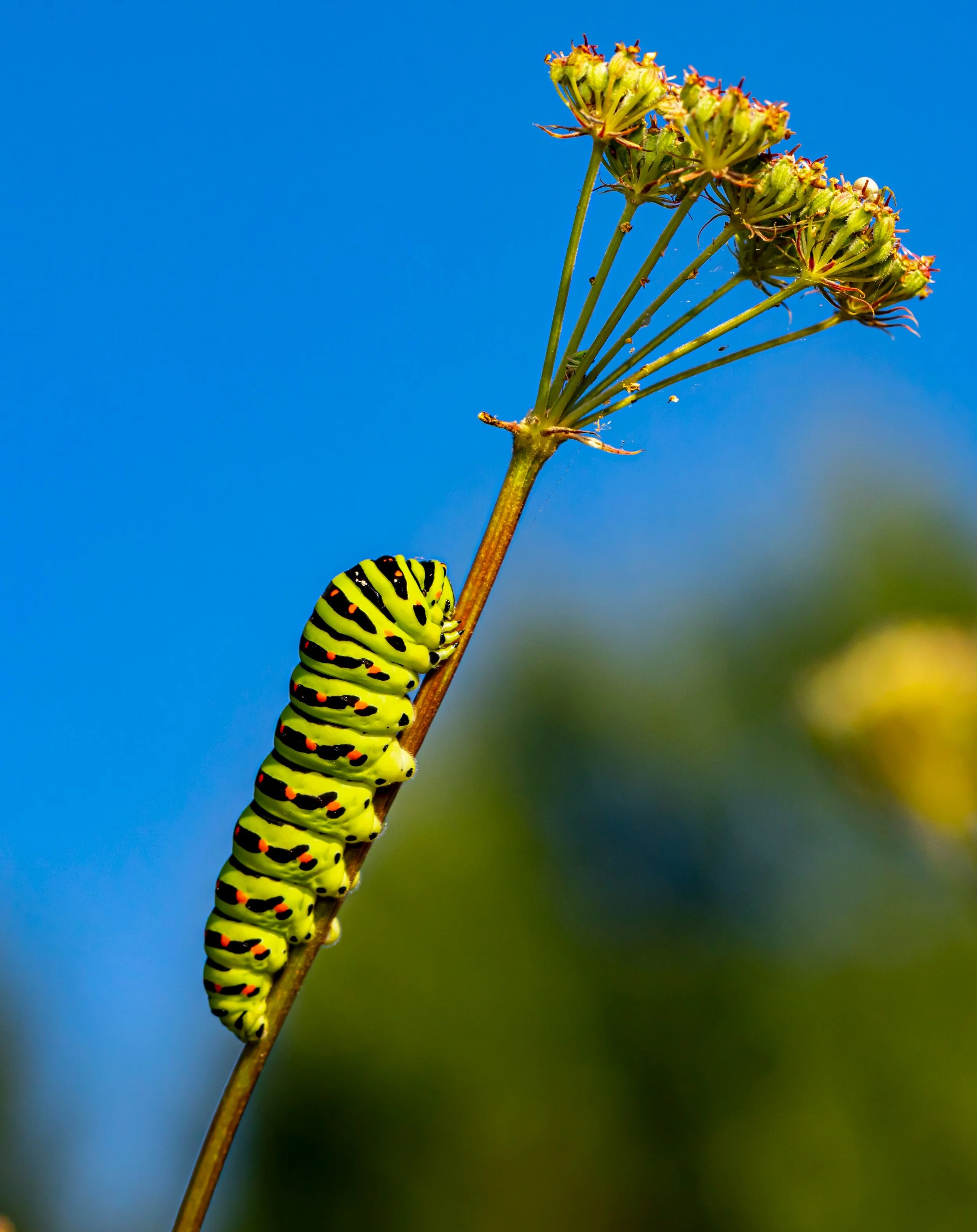 A bright yellow and black caterpillar climbing a thin plant stem against a blue sky, with a cluster of green flower buds nearby.