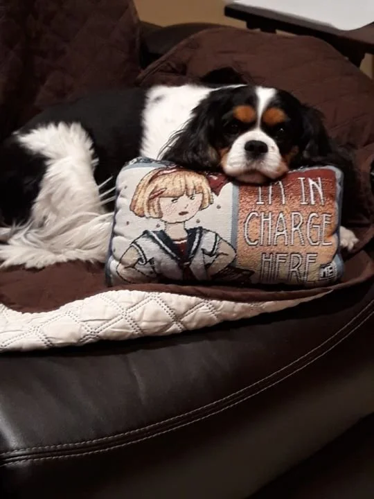 A cavalier king charles dog resting its head on a decorative pillow on a brown couch.