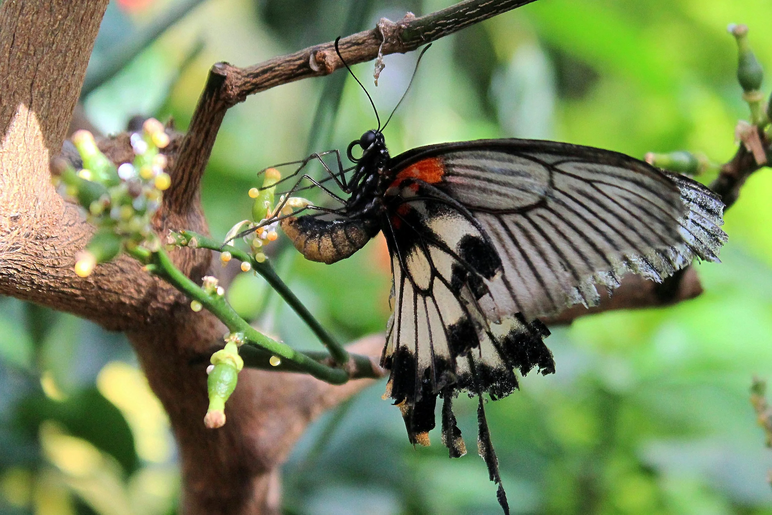 Close-up of a butterfly with black and orange wings on a tree branch, surrounded by green foliage and small yellowish-green berries.
