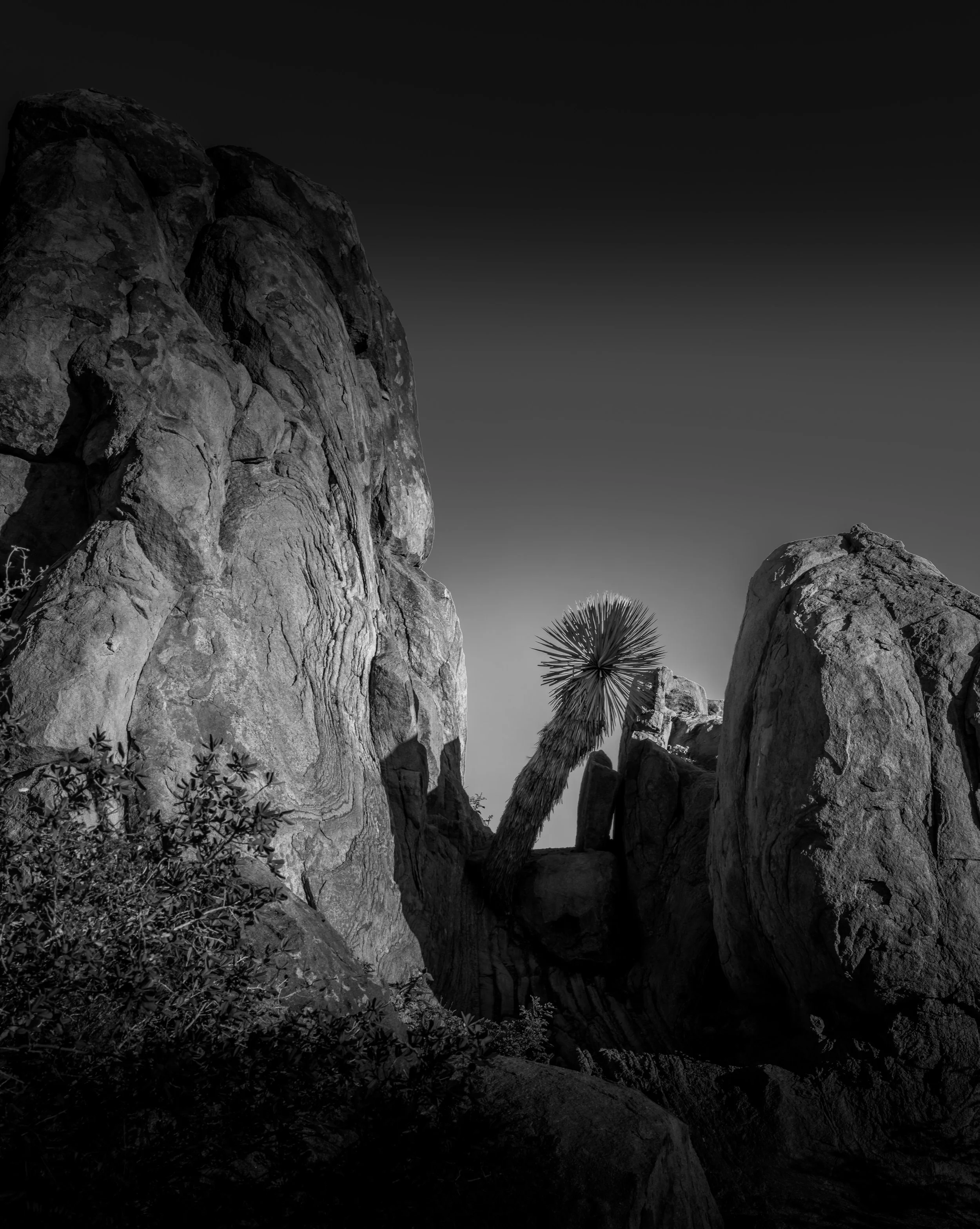 Black and white photograph of large desert rocks, including a prominent palm tree between the rocks, with a clear sky in the background.