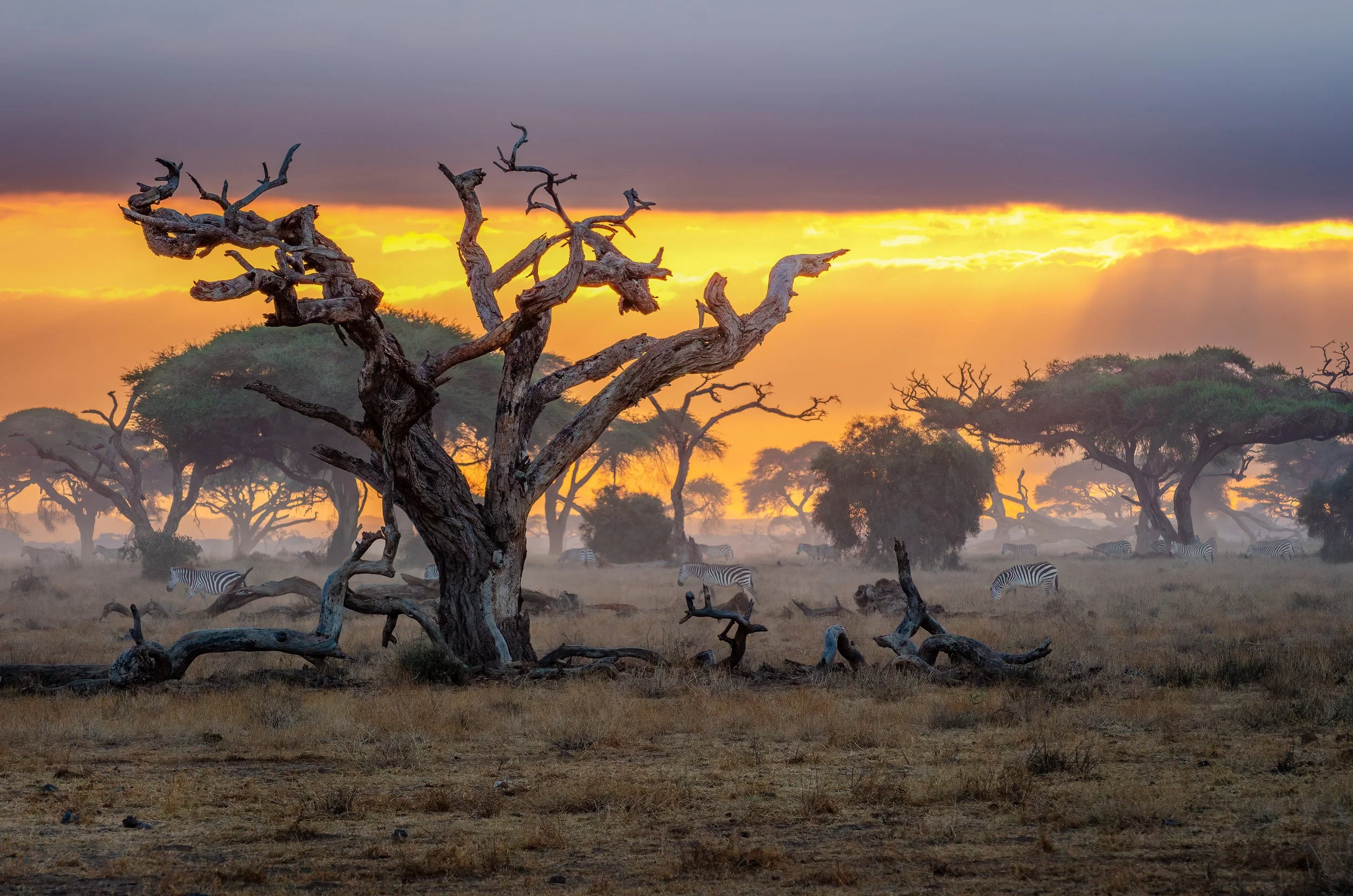 A sunset over an African savanna with silhouetted trees and zebras grazing on the dry grass.