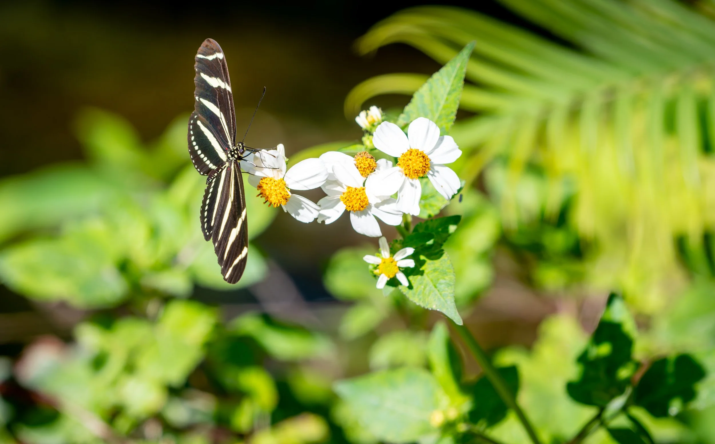 A butterfly with black wings and white stripes resting on white flowers with yellow centers, surrounded by green leaves. © 2026 Outgear Adventure Photography. Bruce Maxwell - Big Cypress National Preserve