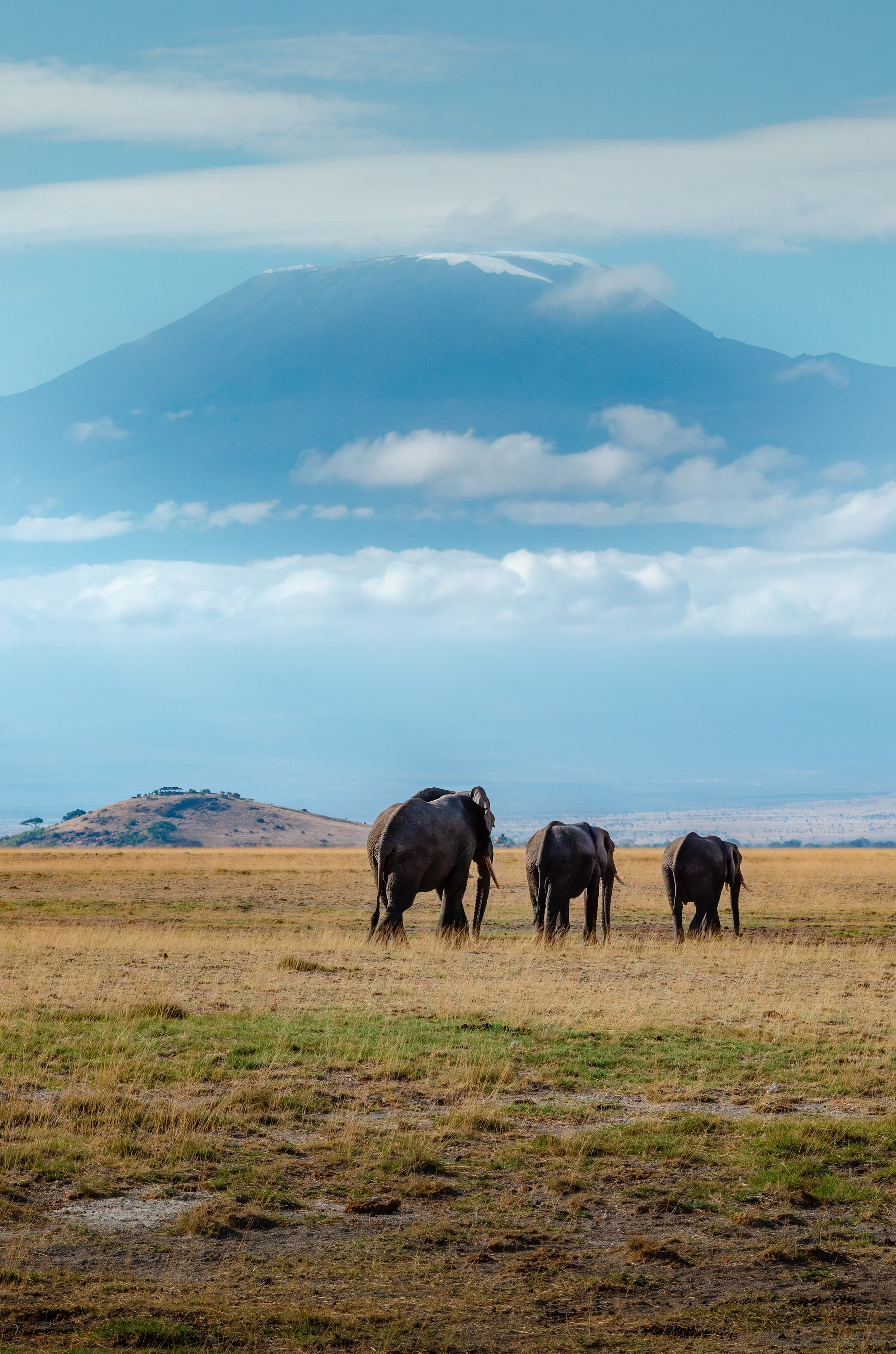Elephants walking across a grassy plain with Mount Kilimanjaro in the background, partially covered in clouds.