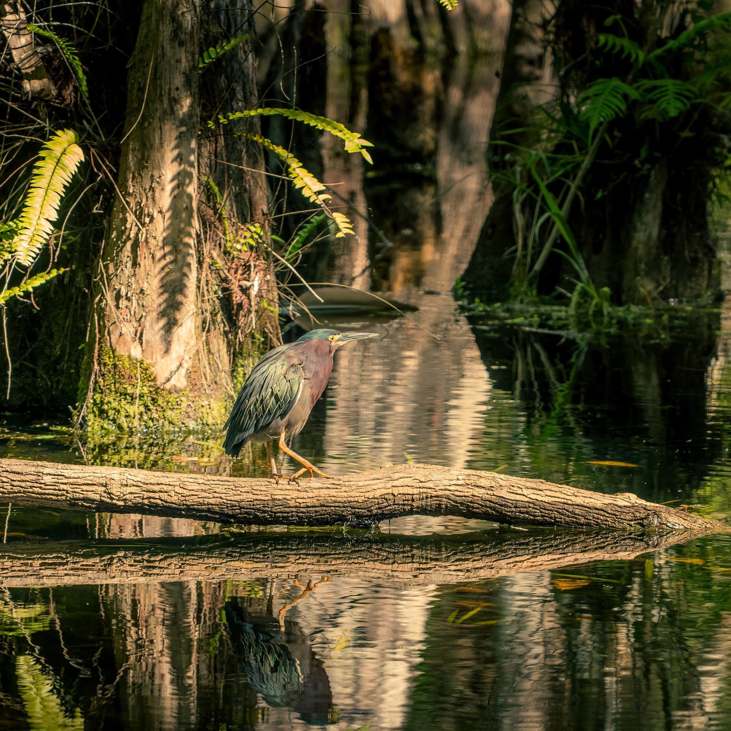 A large heron standing on a log in a swamp, surrounded by trees with reflections on the water surface.