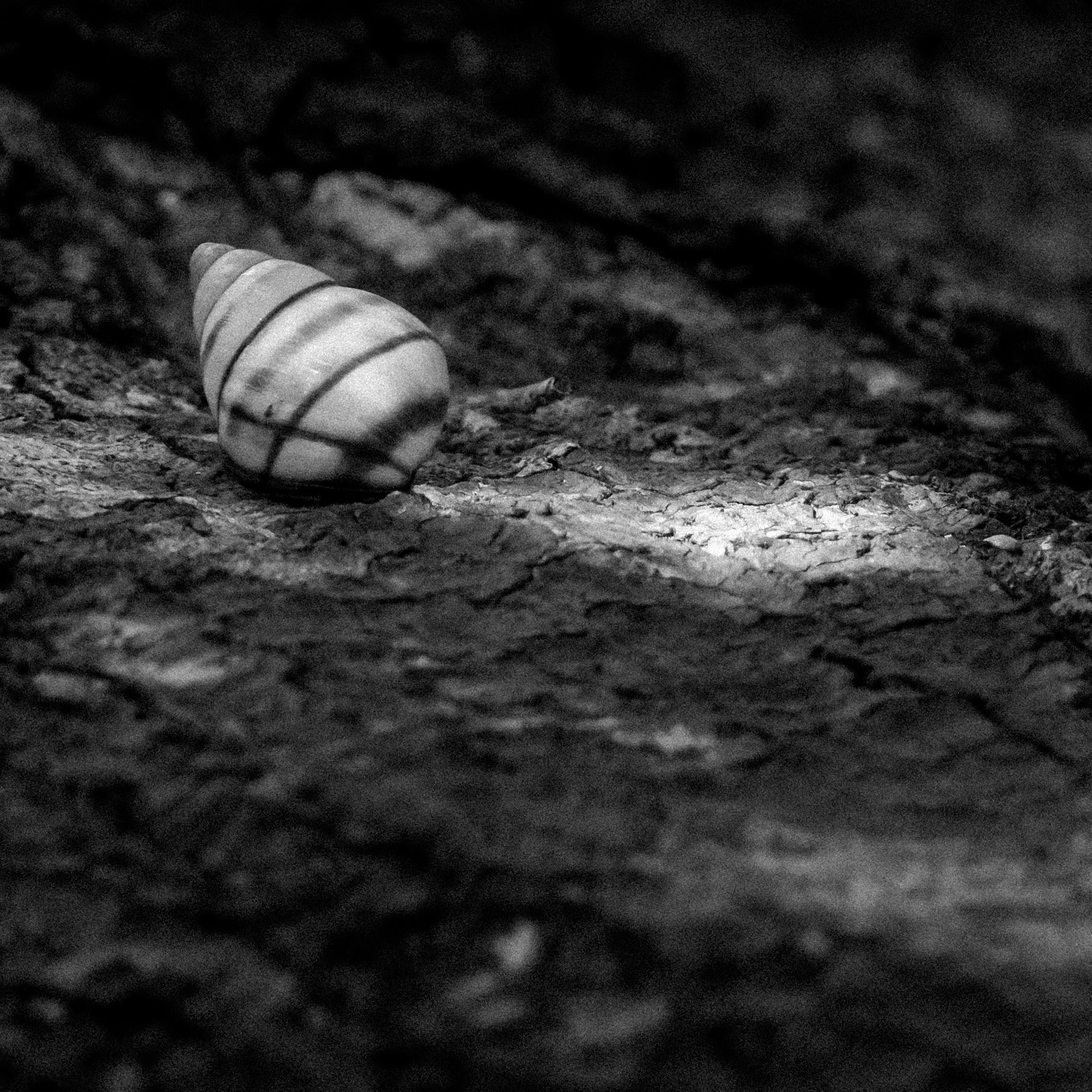 A snail shell with black stripes on a rough, dark surface. © 2026 Outgear Adventure Photography. Bruce Maxwell - Big Cypress National Preserve