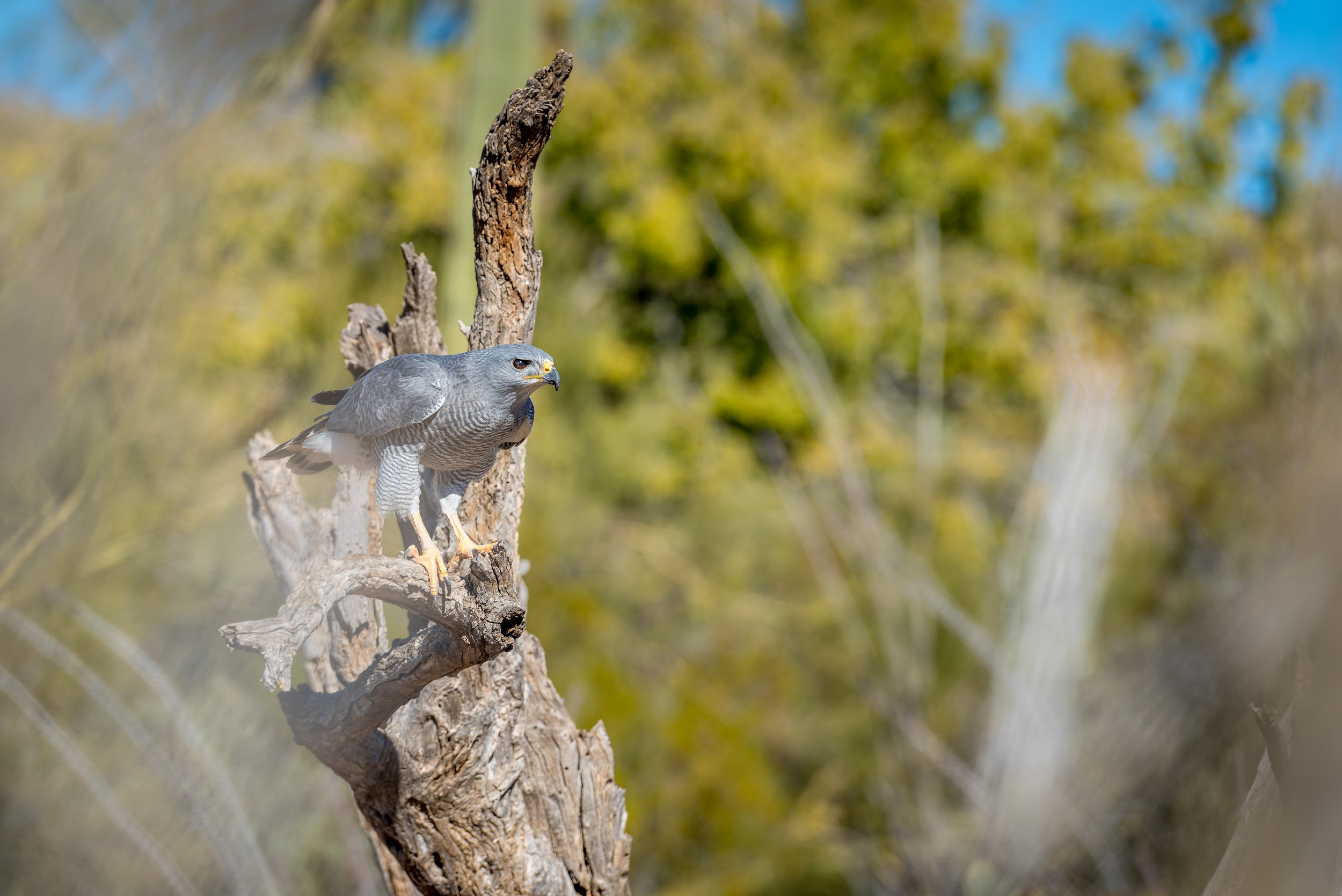A bird of prey, likely a hawk, perched on a weathered tree branch in a natural outdoor setting with blurred green and blue background.