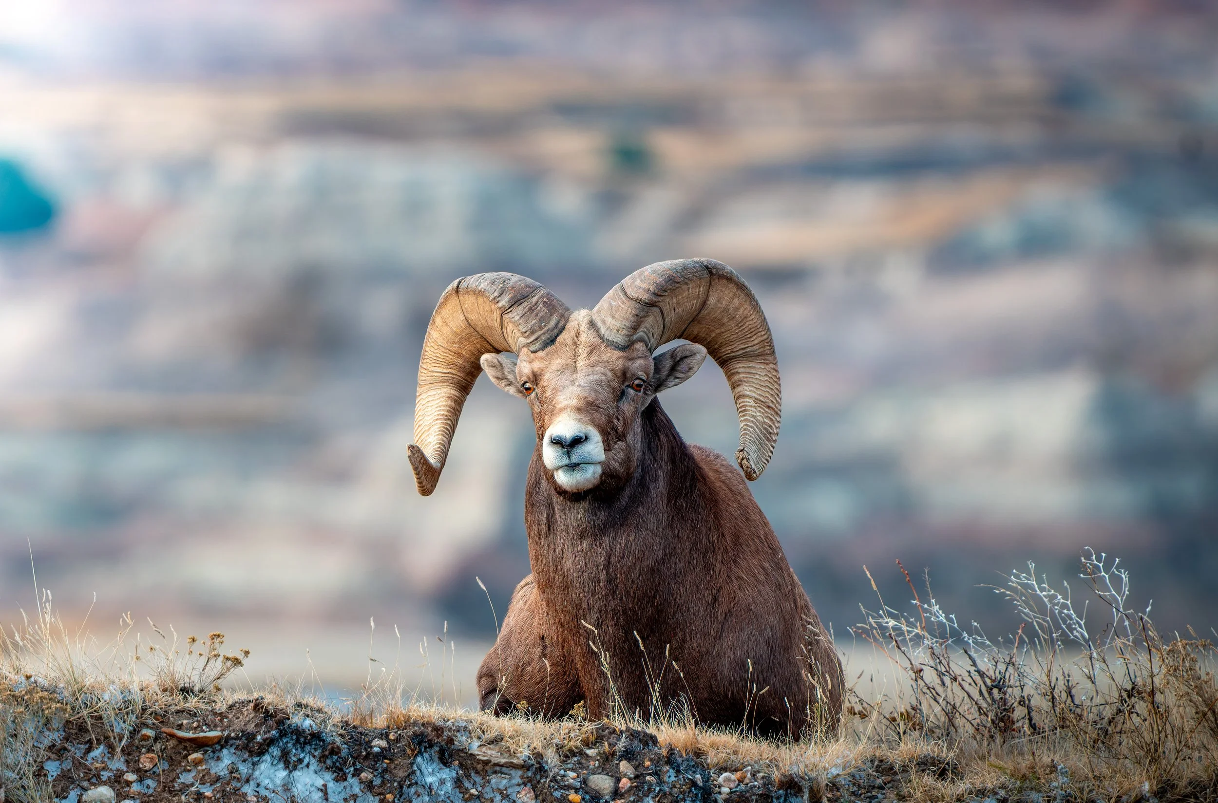A large bighorn sheep with curled horns lying on a patch of grass and rocks. © 2026 Outgear Adventure Photography. Bruce Maxwell - Badlands NP