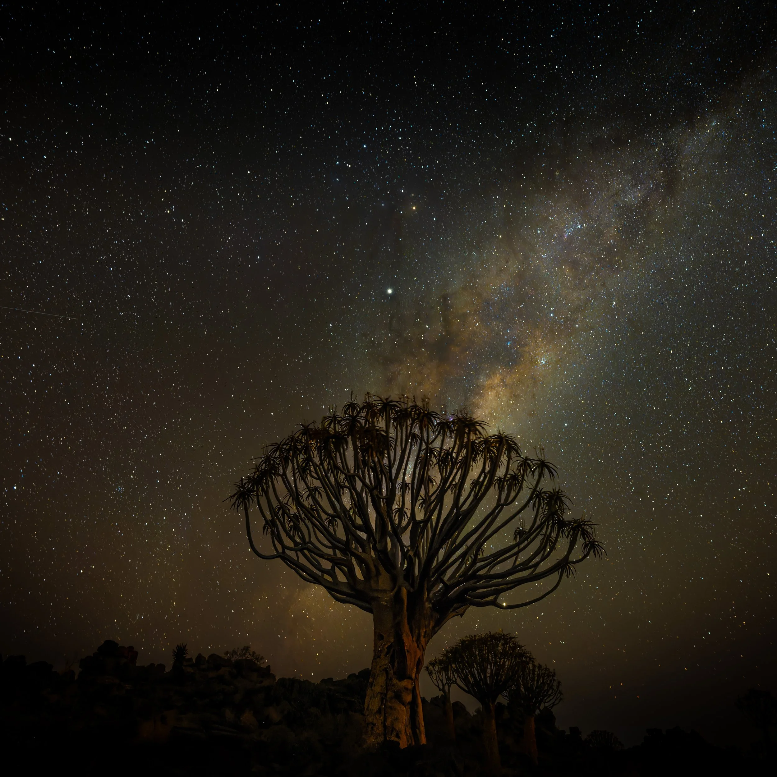 A quiver tree stands in the foreground against a night sky filled with countless stars and distant celestial objects, including the Milky Way galaxy. Bruce Maxwell - Namibia