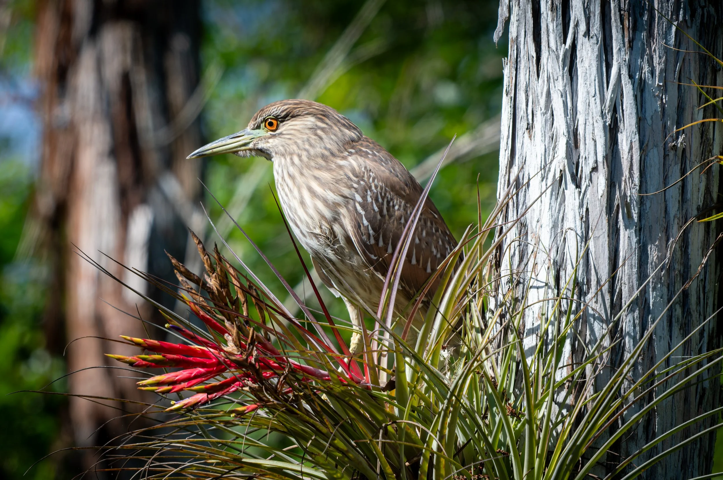 A brown bird with orange eyes perched among green and red spiky plants near the base of a tree trunk.