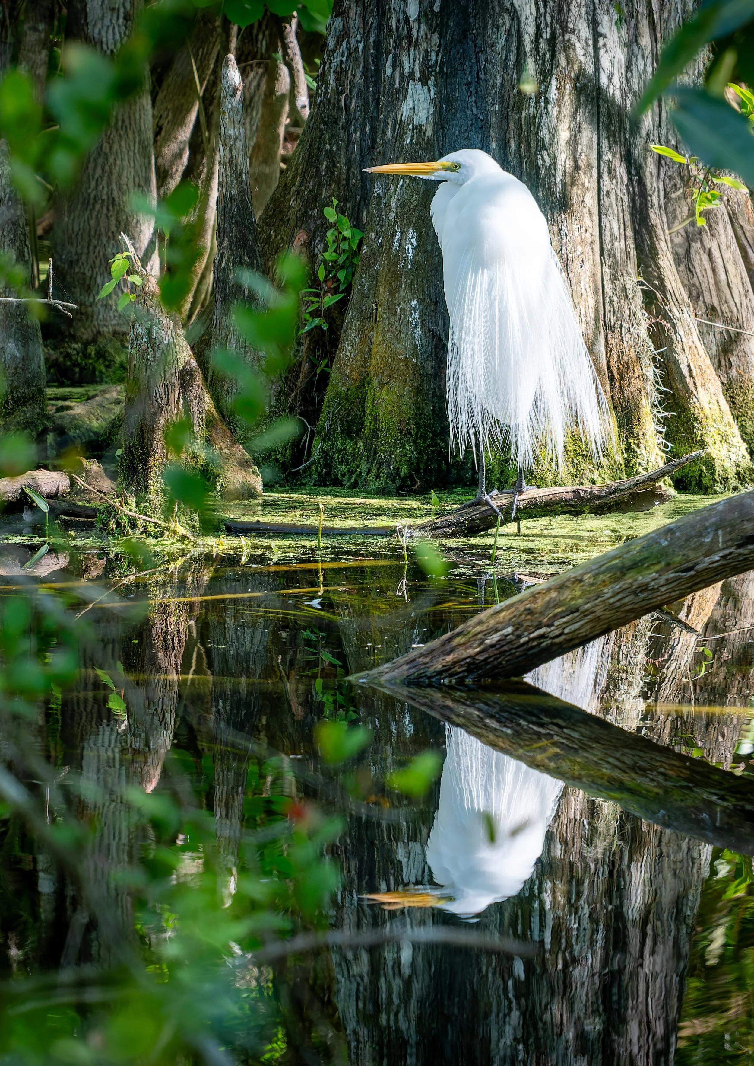 A white heron standing on a log in a swamp with large tree trunks and green foliage around, reflecting in the water below. © 2026 Outgear Adventure Photography. Bruce Maxwell - Big Cypress National Preserve