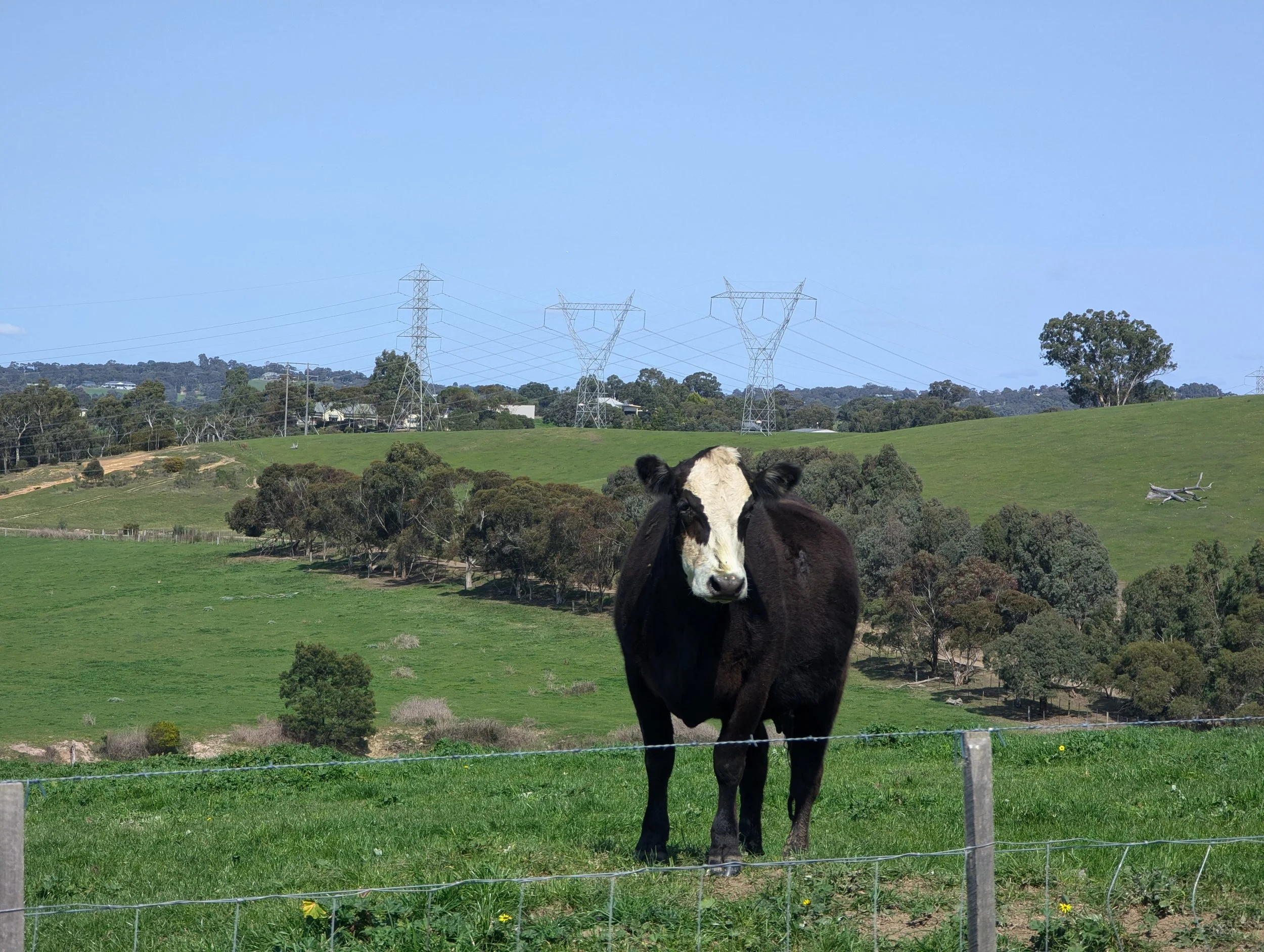 A cow standing in a paddock with the existing 220kV and 330kV transmission lines in the background