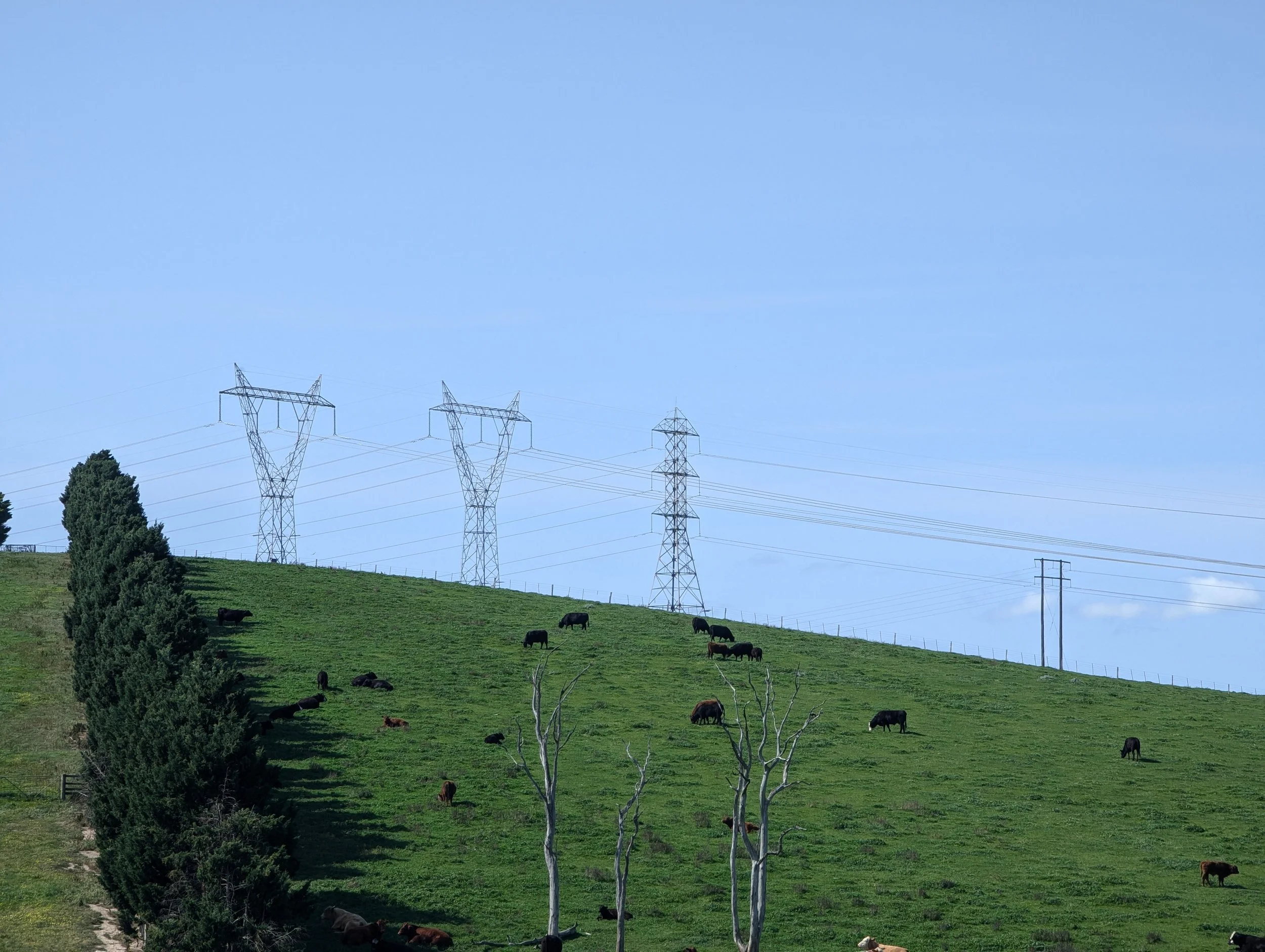 Cows grazing on a paddock in front of the existing 220kV and 330kV transmission lines