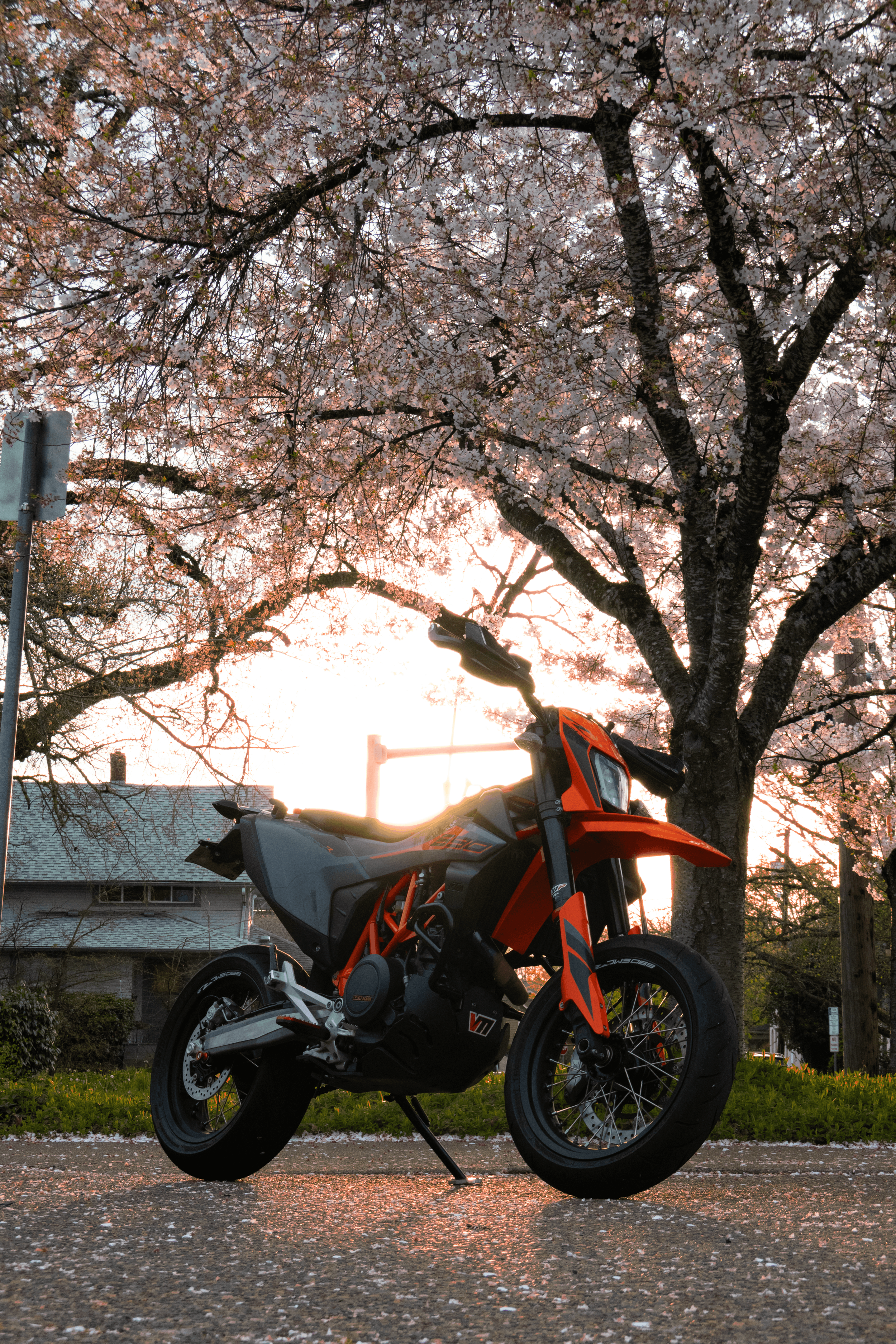 Blossoms 690 (1).png