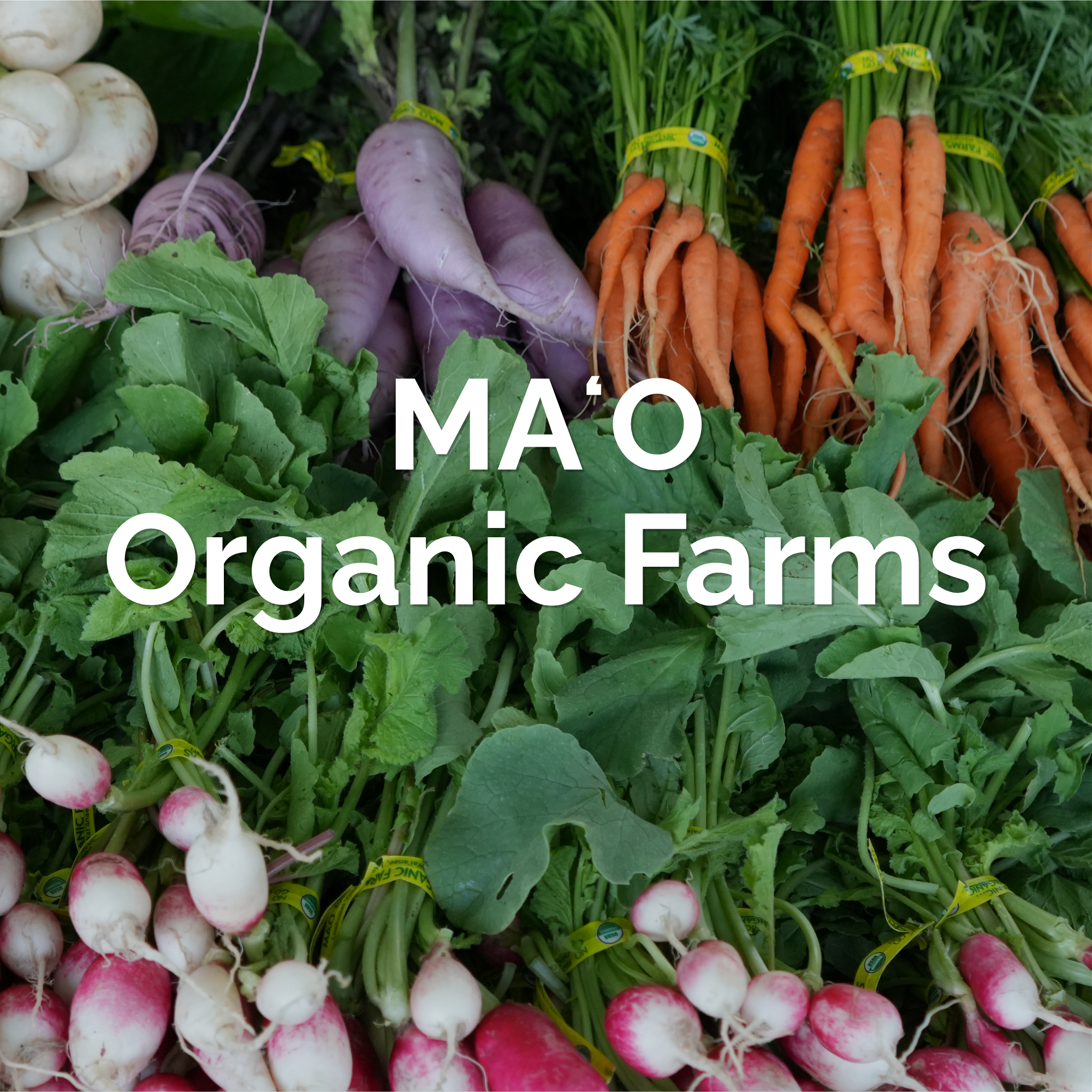 Greens, carrots, and turnips from MAO Organic Farms