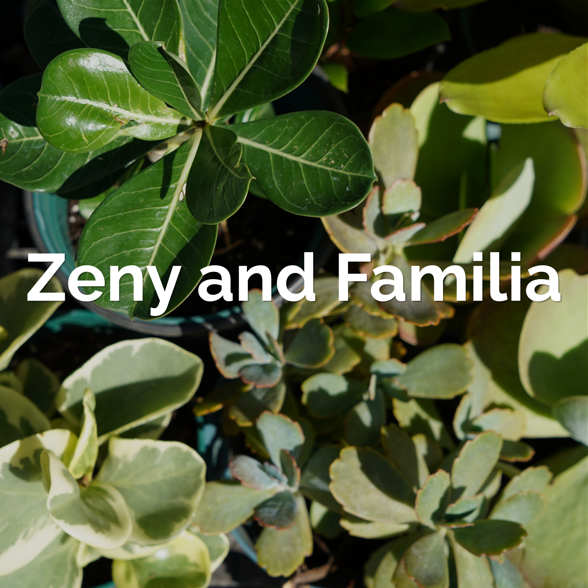Plants from Zeny and Familia