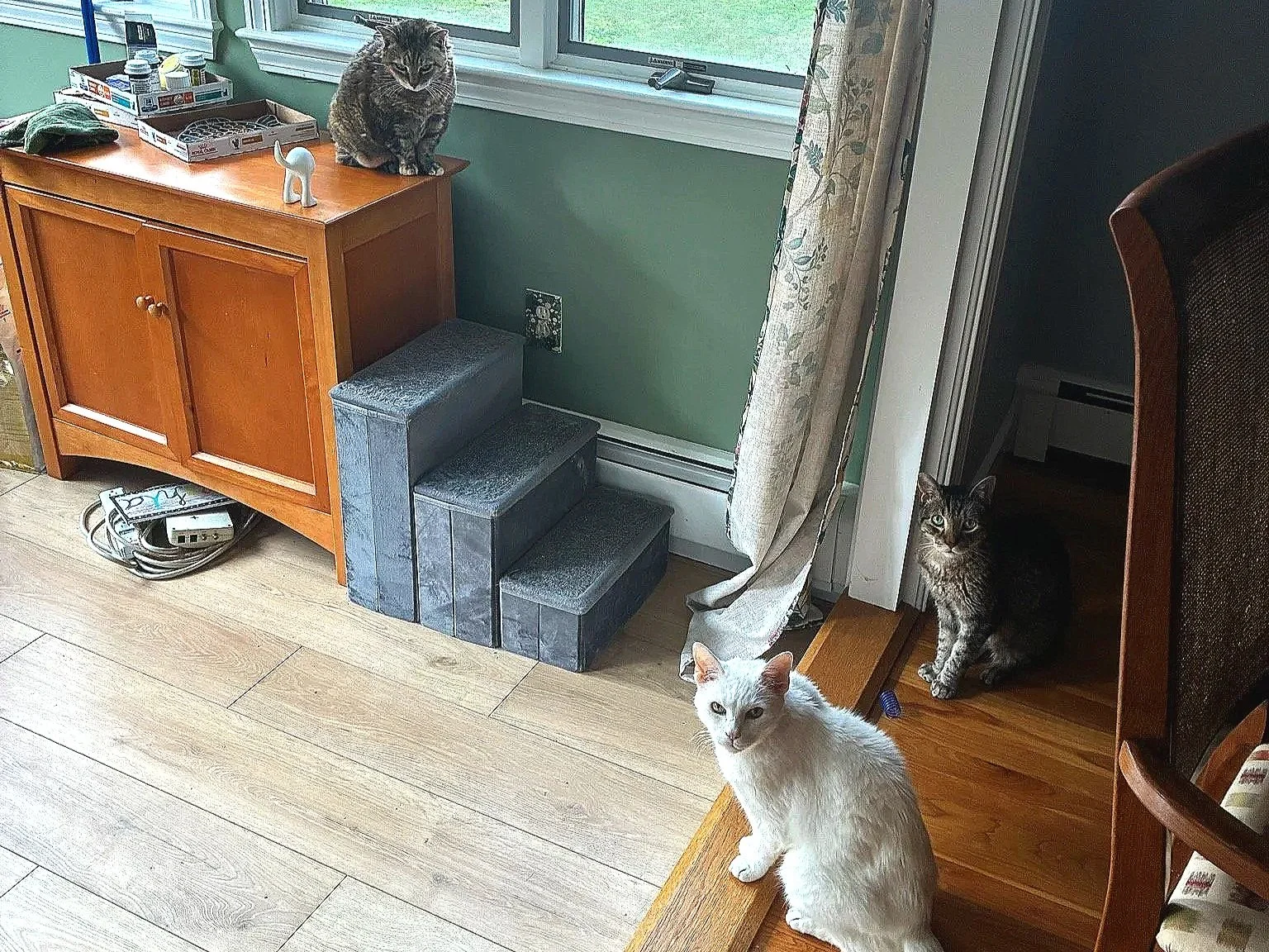 The Feline Society Meeting Minutes