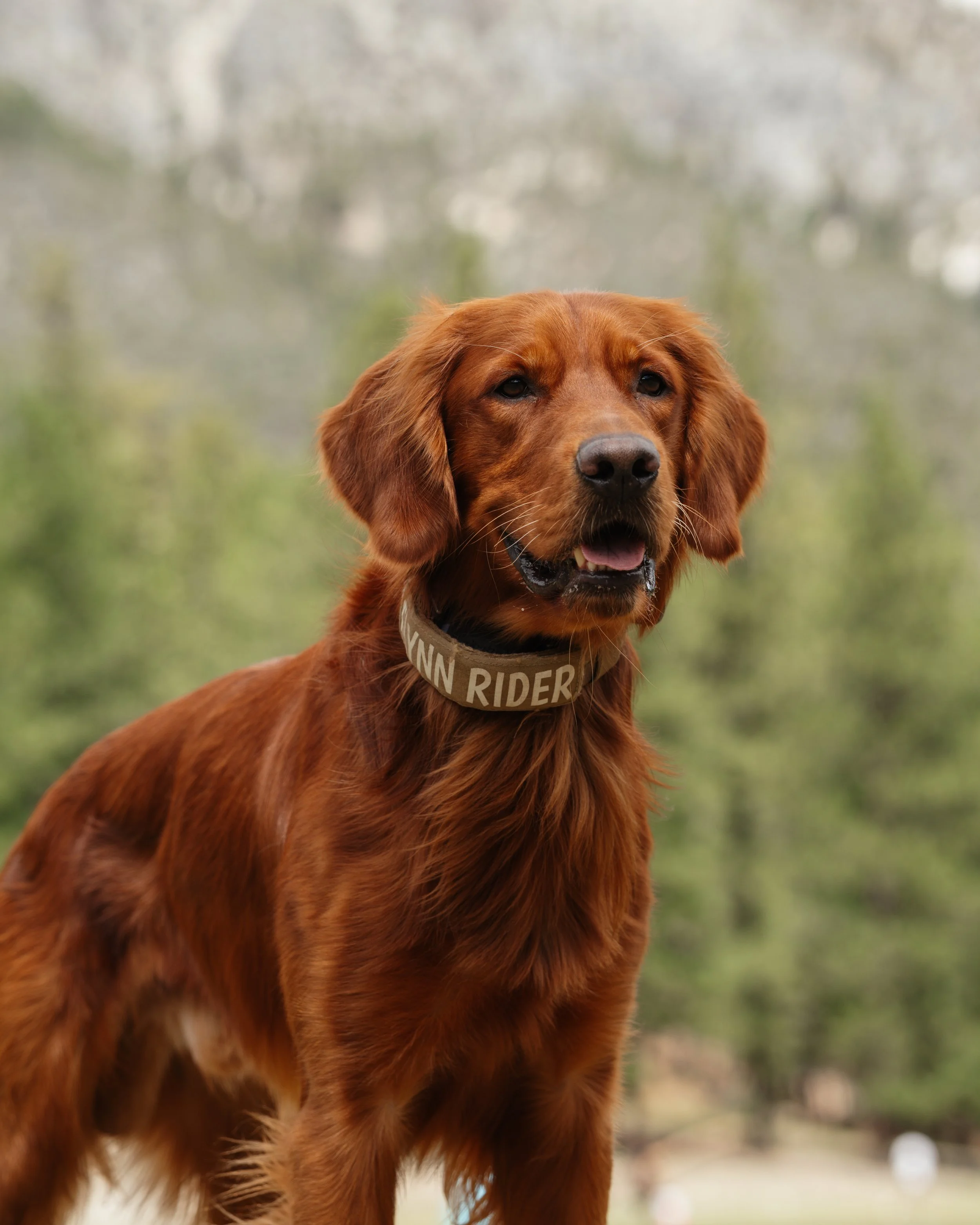 Close-up of a golden retriever dog with a tan collar reading "VIRGINIA RIDER" outdoors in a blurry natural setting.
