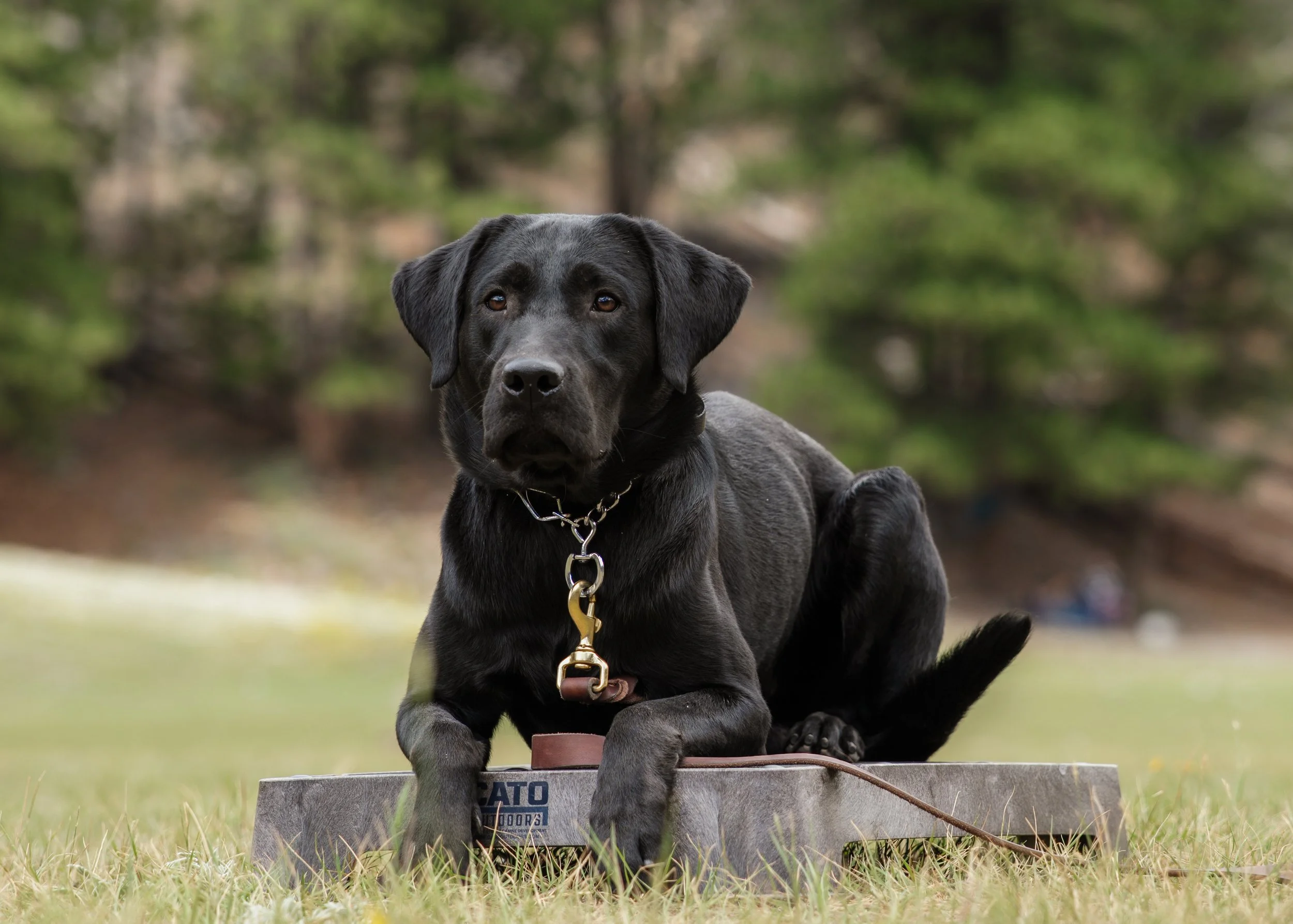 A black Labrador Retriever dog sitting outdoors on a grassy field, with trees in the background, on a raised dog-food platform.