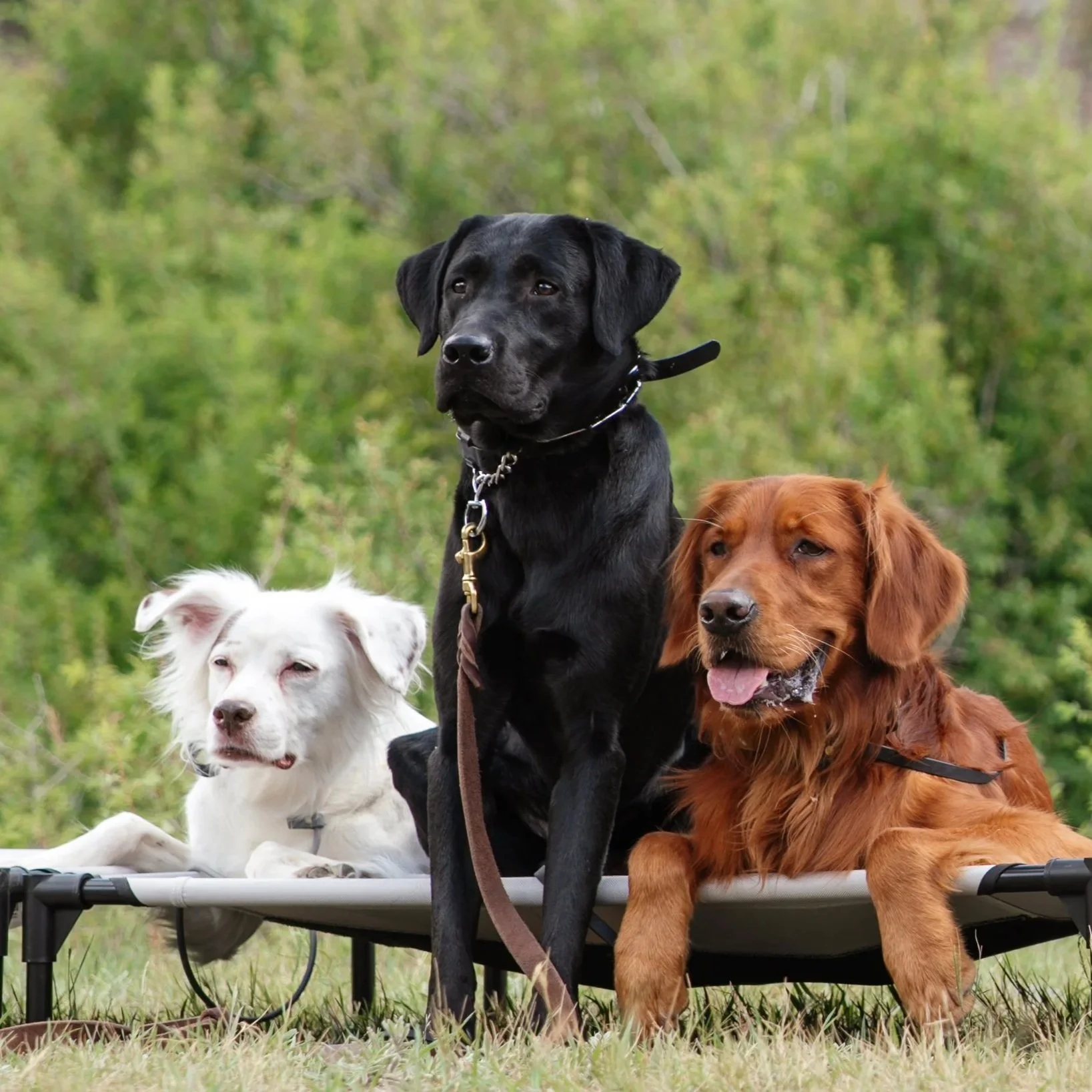 Four dogs sitting on a raised platform outdoors with a background of green trees. The dogs include a white dog, a black dog, and a brown dog, all looking in different directions.