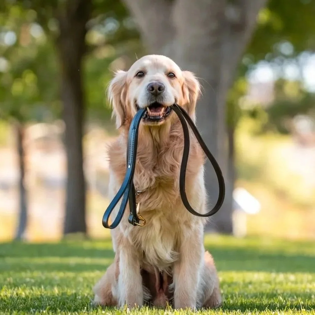 Golden retriever dog sitting on grass holding a blue and black leash in its mouth in a park.