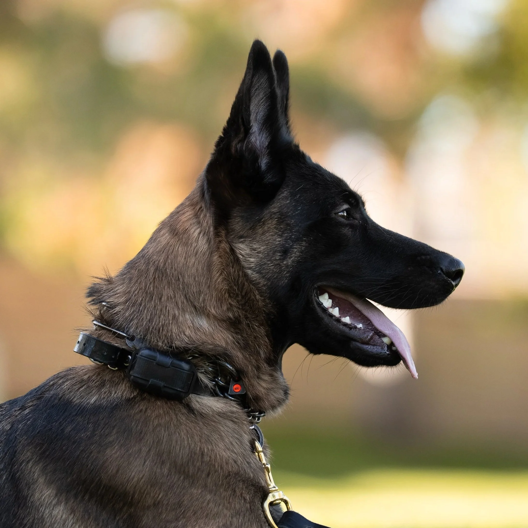 Side profile of a German Shepherd dog with black and tan fur, wearing a black collar with a metal buckle, outdoors with blurred yellow and green background.