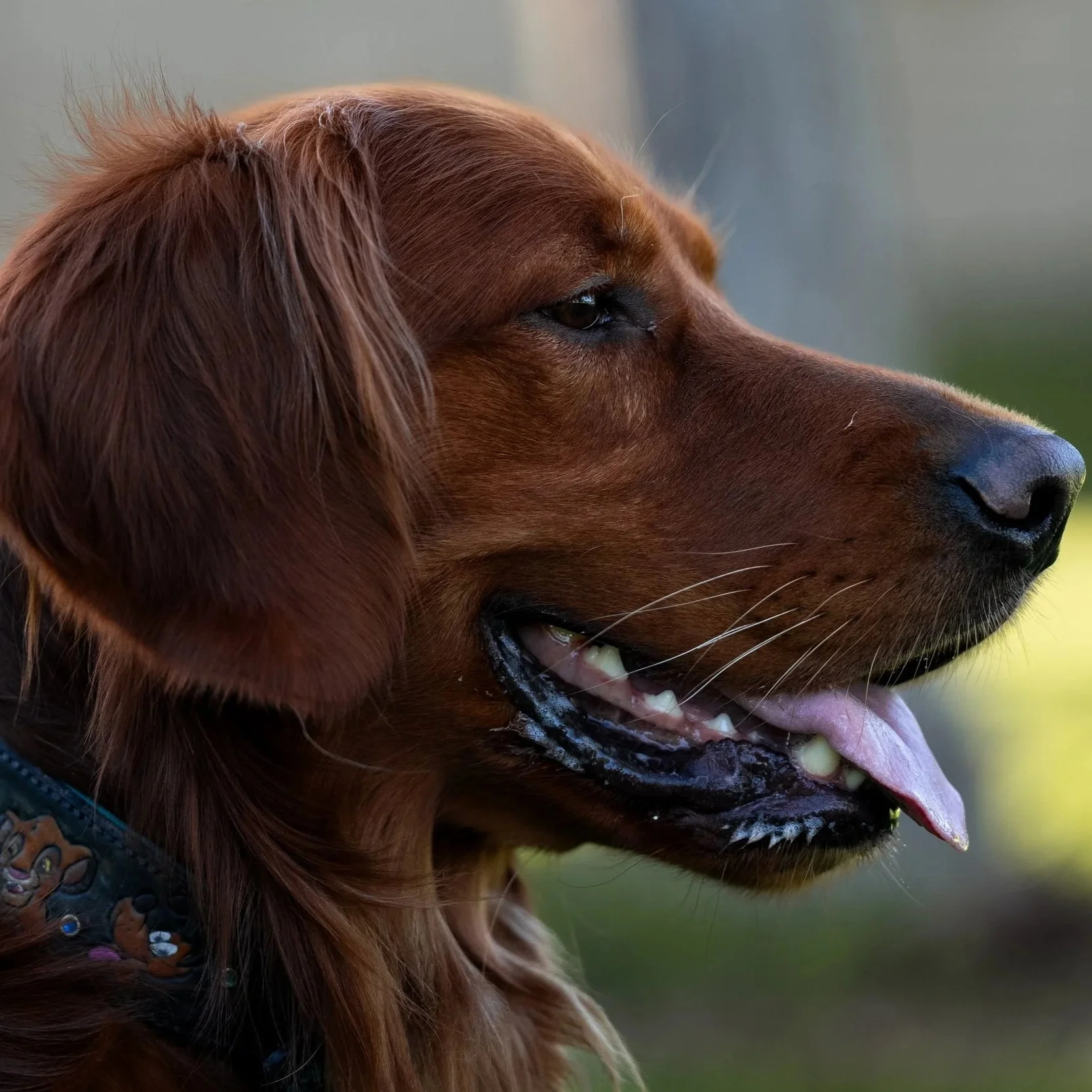 Close-up of a brown dog with long ears, showing its face in profile and an open mouth, against a blurred outdoor background.