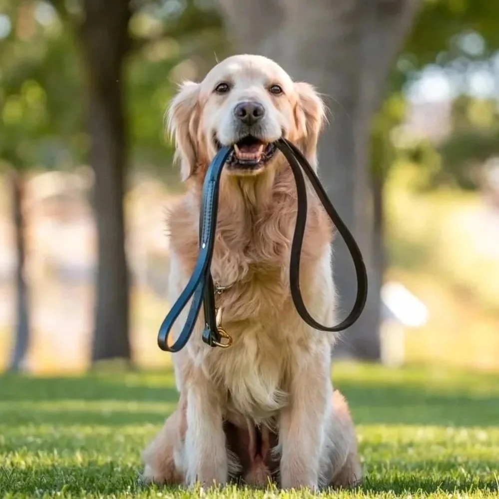 Golden retriever dog sitting on grass with two leashes in its mouth, outdoors with trees in the background