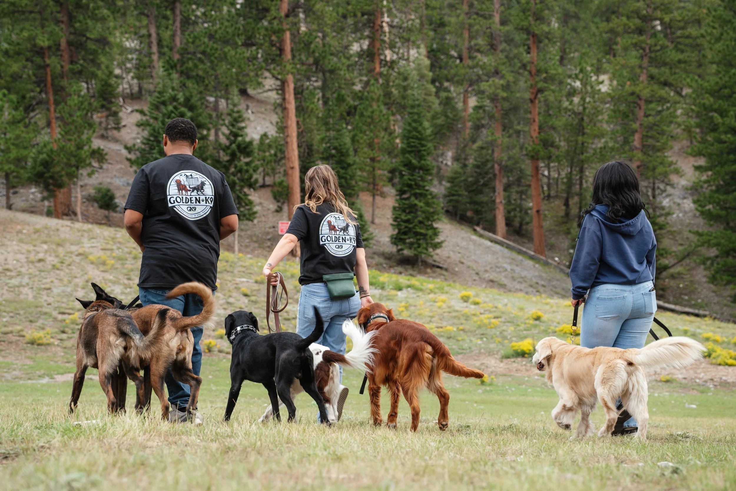 People walking dogs in a grassy outdoor area with trees in the background.